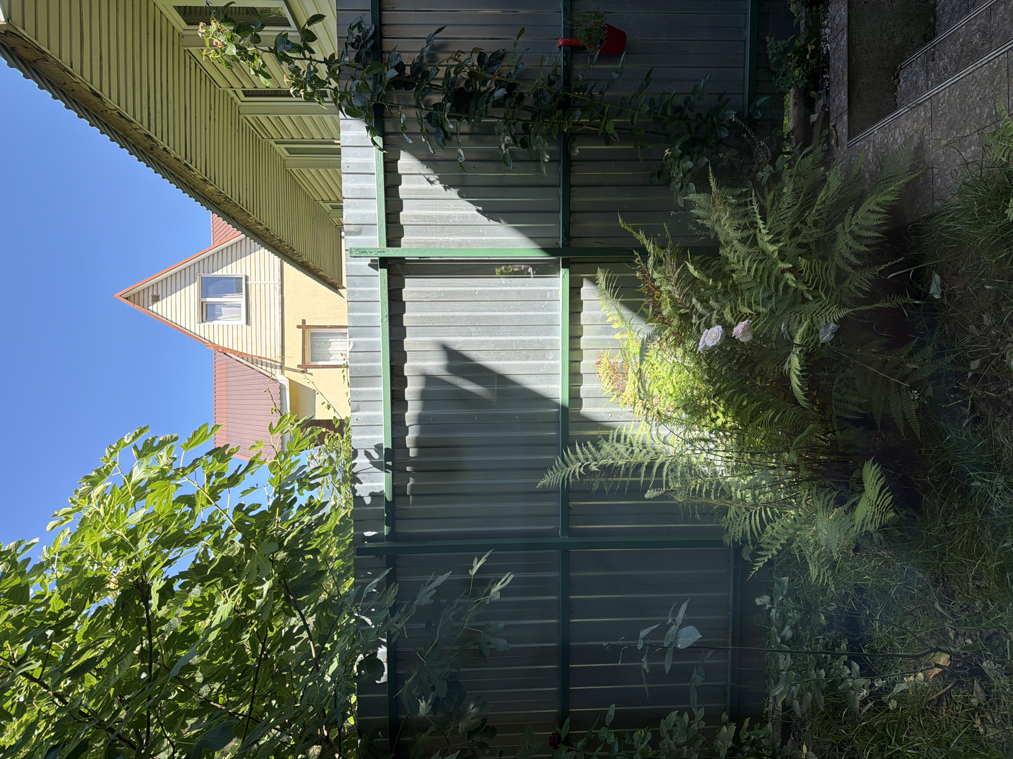 The image captures a sunlit backyard in Krasnaya Polyana, Russia, on a clear day. A corrugated metal fence, painted dark green on its frame, divides the foreground from the background. Lush green foliage, including ferns and a climbing rose with light pink blooms, flourishes in front of the fence. The shadow of leaves and branches is cast across the fence from the left. Beyond the fence, a two-story house with a yellow facade and a red roof is visible, featuring a gabled section with a window. To the right, another house with a light-colored siding and a sloping roof is partially visible. A red hanging planter is attached to the fence on the right side. The ground is covered with grass and some stone steps are visible on the far right. The overall scene suggests a residential garden in a warm climate.