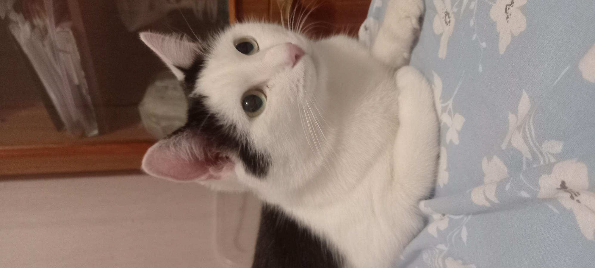 A medium shot captures a black and white cat resting on a light blue patterned blanket. The cat is positioned in the center of the frame, facing to the right, with its front paws tucked beneath its chest. The cat has green eyes, a pink nose, and white fur with black markings on its head and back. The background consists of a blurry wooden shelf with papers and a beige wall. The scene is indoors, likely in a residential setting within Izhevsk, Russia.