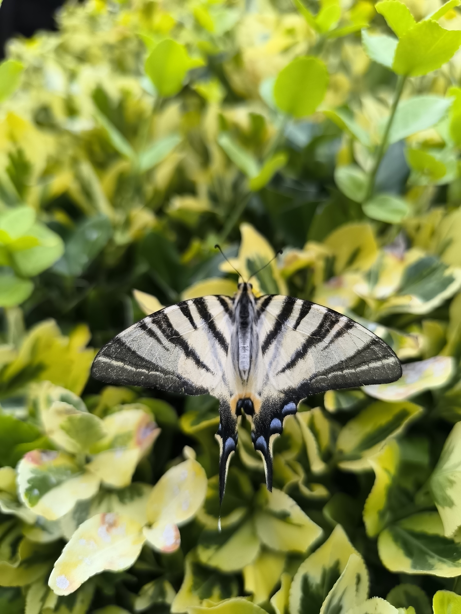 In Hadzhidimovo, Bulgaria, a butterfly with black and white striped wings is perched on a plant with variegated green and yellow leaves. The butterfly's body is dark with some orange and blue markings near its abdomen. The leaves of the plant are ovate and exhibit a marbled pattern of light and dark green with yellow patches. The background is a blur of greenery, suggesting a natural outdoor setting.