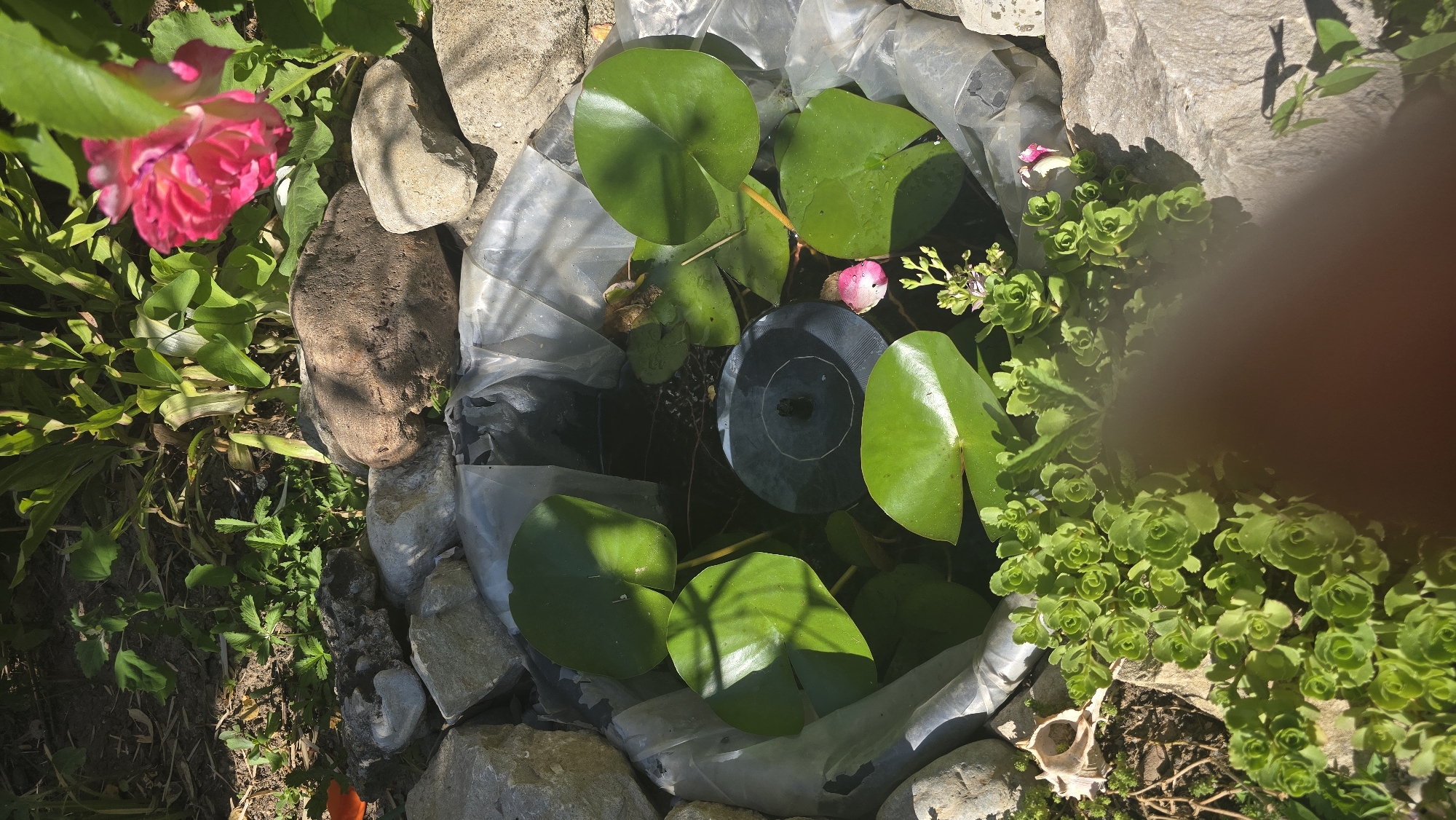 The image depicts an outdoor scene, likely a garden setting in Vlasatitsa, Bulgaria, characterized by natural elements and a small water feature. In the center of the frame, a small pond is visible, lined with clear plastic and surrounded by rough-hewn rocks. Several large, green lily pads float on the surface of the dark water. A circular, dark object, possibly a small solar-powered pump or filter, is submerged in the pond. To the right of the pond, a single pink rose bloom is partially visible amongst lush green foliage. The foreground of the image features a dense cluster of small, green, succulent-like plants growing around the rocks. In the background, various other plants and dry soil are present, with sunlight casting distinct shadows. The overall impression is one of a tranquil, naturalistic garden space. There are no individuals or animals visibly present in the image.