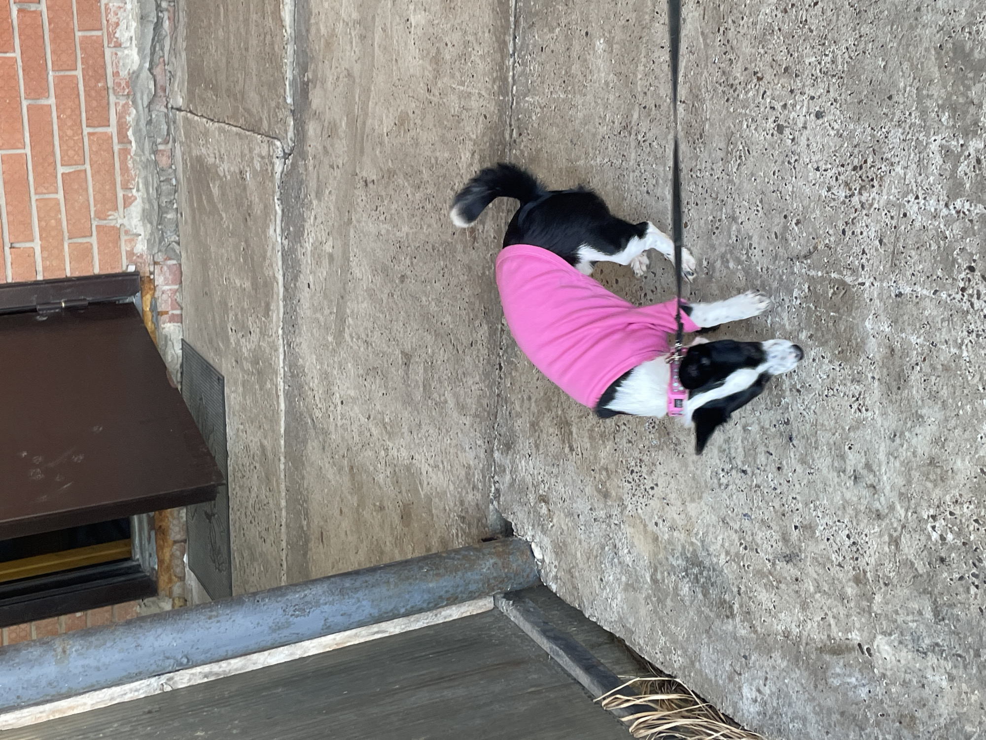 An overhead shot captures a black and white dog on a concrete surface in the city of Фоки, Russia. The dog wears a bright pink short-sleeved top and a pink collar, with a black leash extending from it. Its head is lowered, directed towards the ground. To the right, a brick wall constructed from reddish-orange bricks is visible, with a dark brown door partially ajar, revealing a darker interior and a dark doormat. The concrete ground exhibits visible cracks and scattered small debris. On the left side of the frame, a weathered, bluish-grey metal pole stands vertically, adjacent to a dark, possibly wooden or metal panel. Dry, straw-like vegetation is present at the base of the panel.