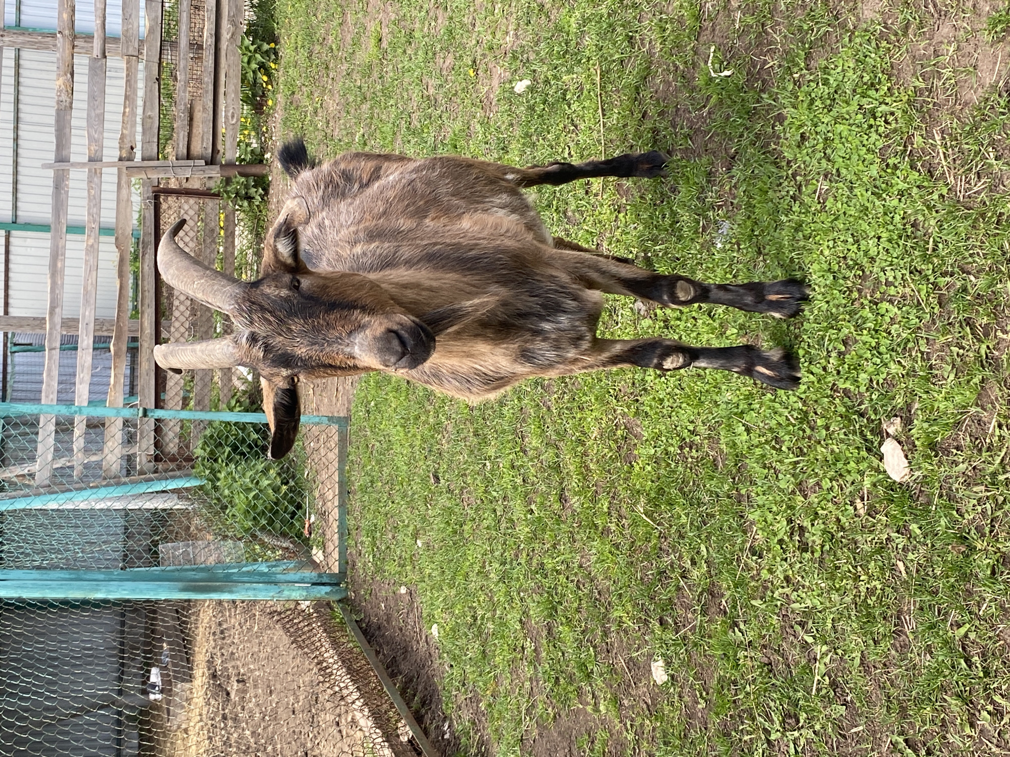 A brown and black goat with large horns stands on a patch of green grass. The goat is facing towards the left of the frame and is positioned slightly off-center. To the left, a fence constructed of metal mesh and blue-painted supports encloses a dirt area. Beyond the fence, a wooden structure is visible, consisting of vertical planks with horizontal supports. The scene appears to be in an outdoor setting, possibly a farm or rural area. The ground is covered with green grass and patches of exposed soil. The picture was taken in Chaikovsky, Russia.