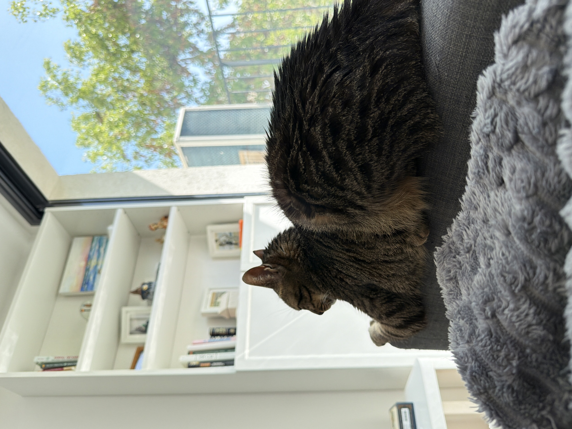 A tabby cat rests on a gray blanket near a window. The window is above a white shelf containing books and framed artwork. Through the window, green foliage and a bright blue sky are visible. The location is Bat Yam, Israel.