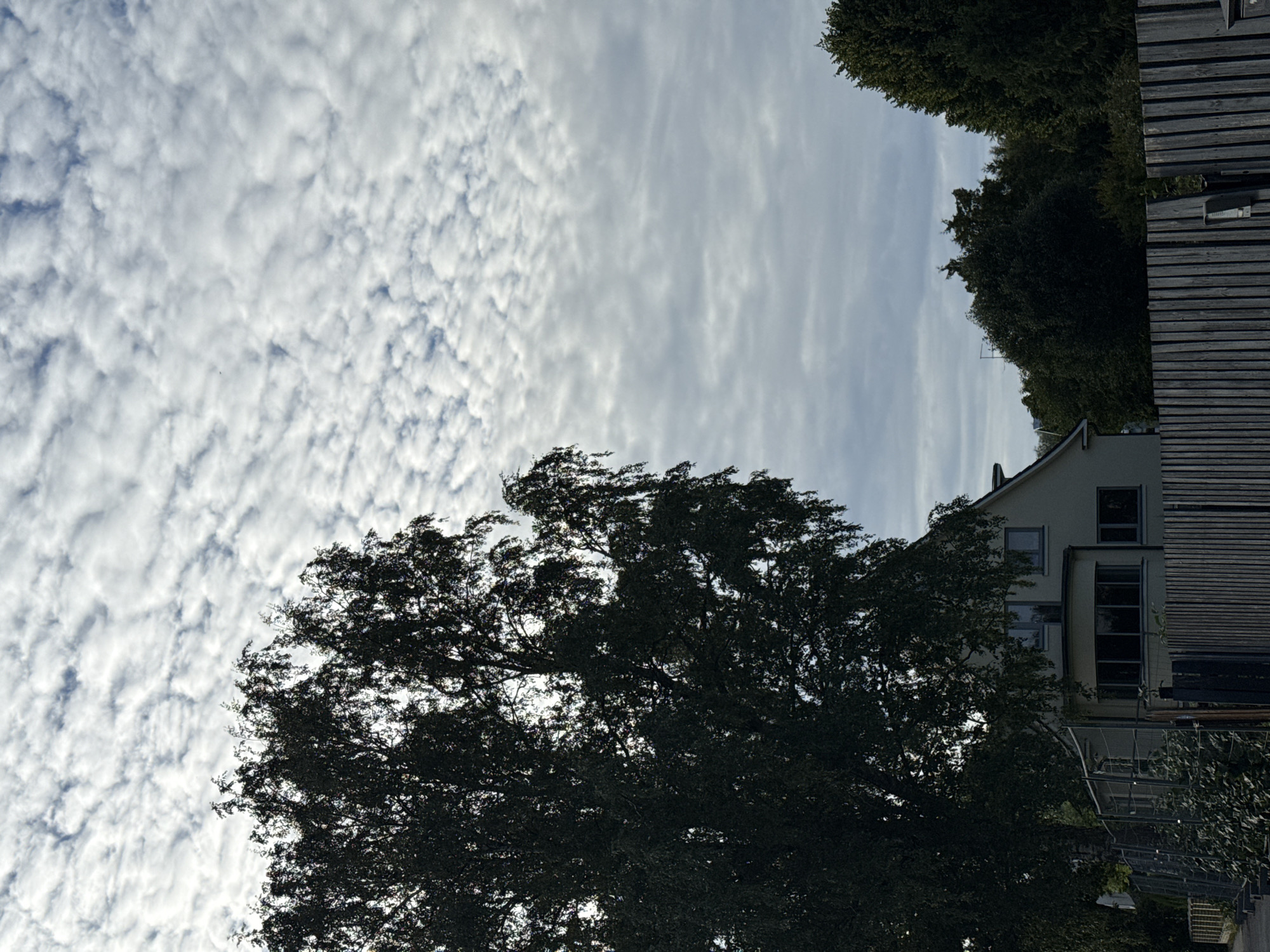 A large, dark green tree with fine leaves occupies the left side of the frame, its branches extending upwards and outwards. Behind the tree, a light-colored house with a sloped roof is visible. The house has several windows, some with dark frames, and a bay window. A gray wooden fence runs across the bottom of the image, separating the foreground from the background. In the upper portion of the image, a sky filled with white, puffy clouds is present. The clouds are arranged in a textured pattern. Behind the house and to the right, more dense green trees are visible.