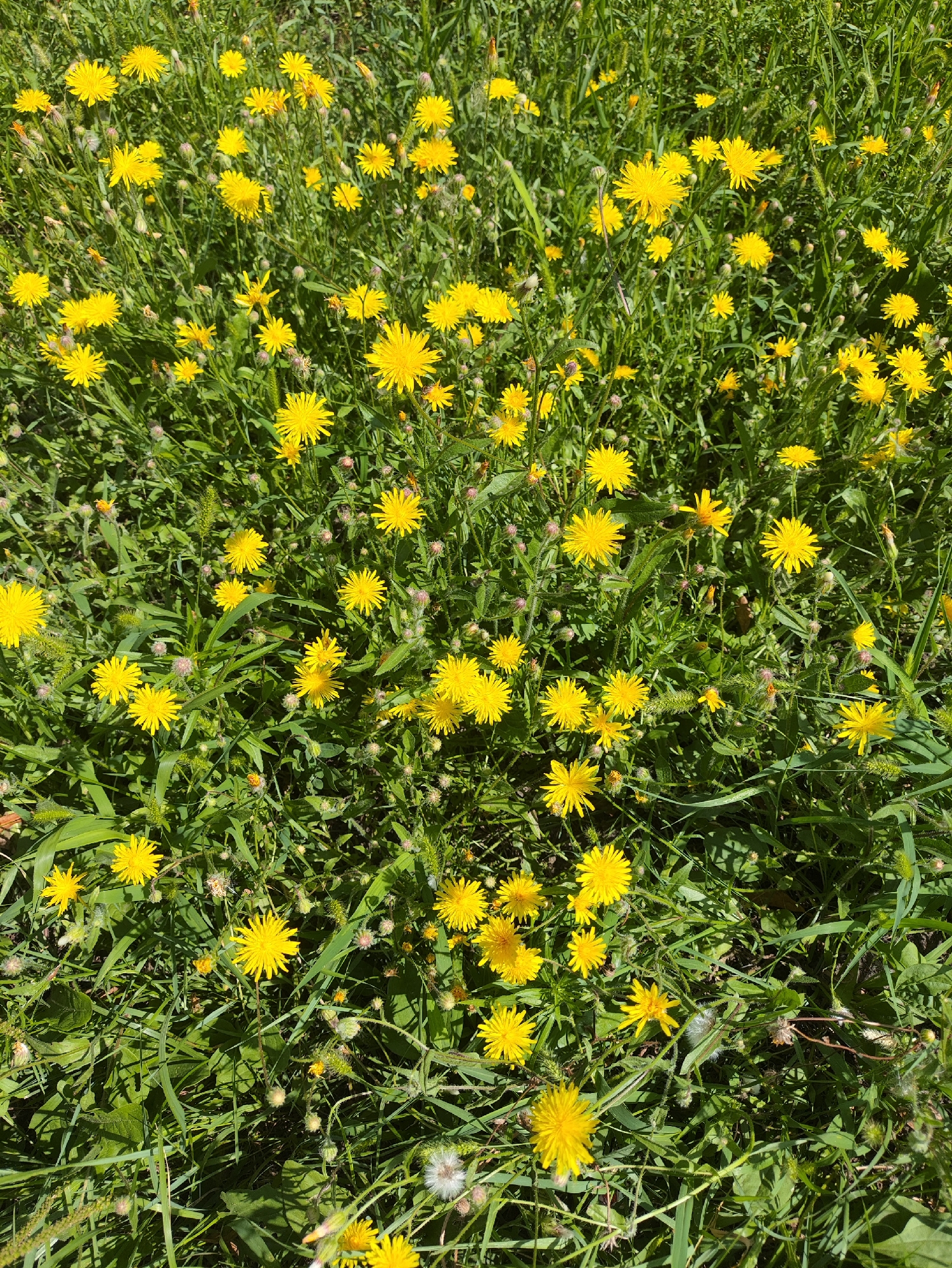 An overhead shot shows a field of yellow flowers interspersed with green grass. The flowers, which appear to be dandelions, are in various stages of bloom, with some fully open and others in bud. The grass is tall and lush, with some blades reaching above the flowers. The scene is illuminated by bright sunlight, casting shadows on the ground. The image appears to have been taken outdoors in a natural setting, possibly a park or a meadow within the city of Kharkiv, Ukraine. There are no people or animals visible in the image.