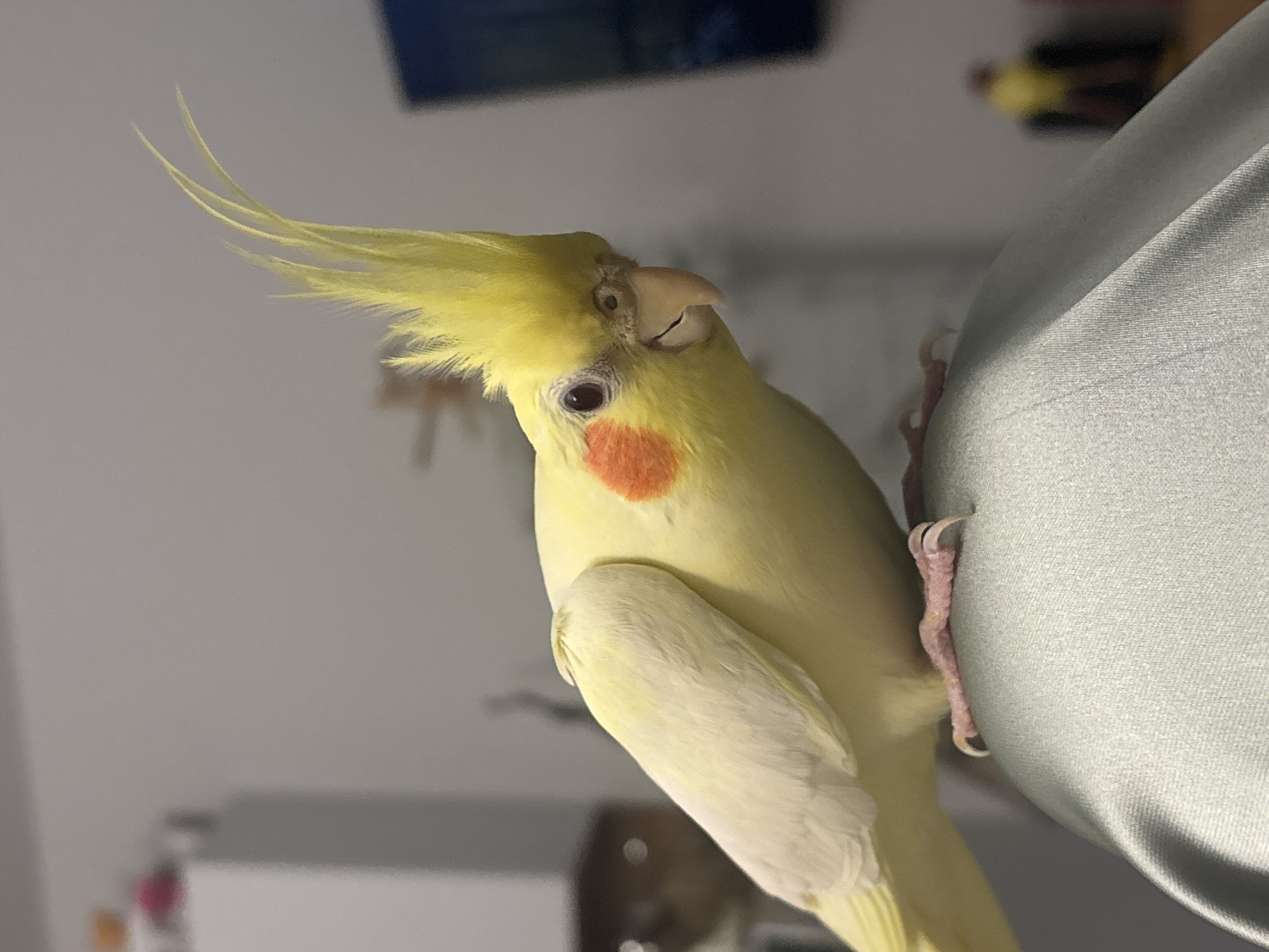A yellow-crested cockatiel (Nymphicus hollandicus) is positioned in the foreground, facing towards the viewer and slightly to the right. The bird exhibits primarily yellow plumage, with distinctive circular orange patches present on both cheeks. Its dark eyes are visible, and its light-colored beak is slightly agape. The prominent crest feathers on its head are fully erect. The cockatiel is perched on a light grey or sage green fabric surface, which shows creases and folds, suggesting it is an article of clothing. Its pinkish feet, equipped with dark claws, are visible gripping this fabric. The background is out of focus, indicating a shallow depth of field. To the left, a blurry white rectangular object, possibly furniture, is discernible, with indistinct colorful items (orange and pink) positioned above it. To the right, a dark, rectangular object (potentially a screen) is partially visible. Further to the right, a highly blurred object with yellow and dark components can be observed. The overall setting is an indoor environment with subdued lighting. This scene is located in the city of Krasnoyarsk, Russia.