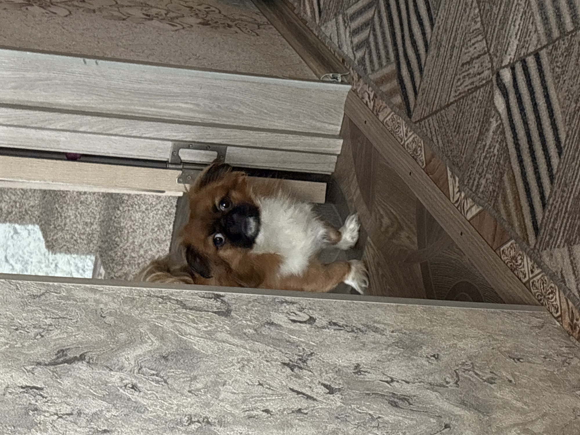 A brown and white Pekingese dog is lying on its side, peering through the gap under a slightly open door. The dog is positioned between a tiled floor and a wooden threshold. A patterned rug is visible behind the threshold. The location is in the city of Klin, Russia.