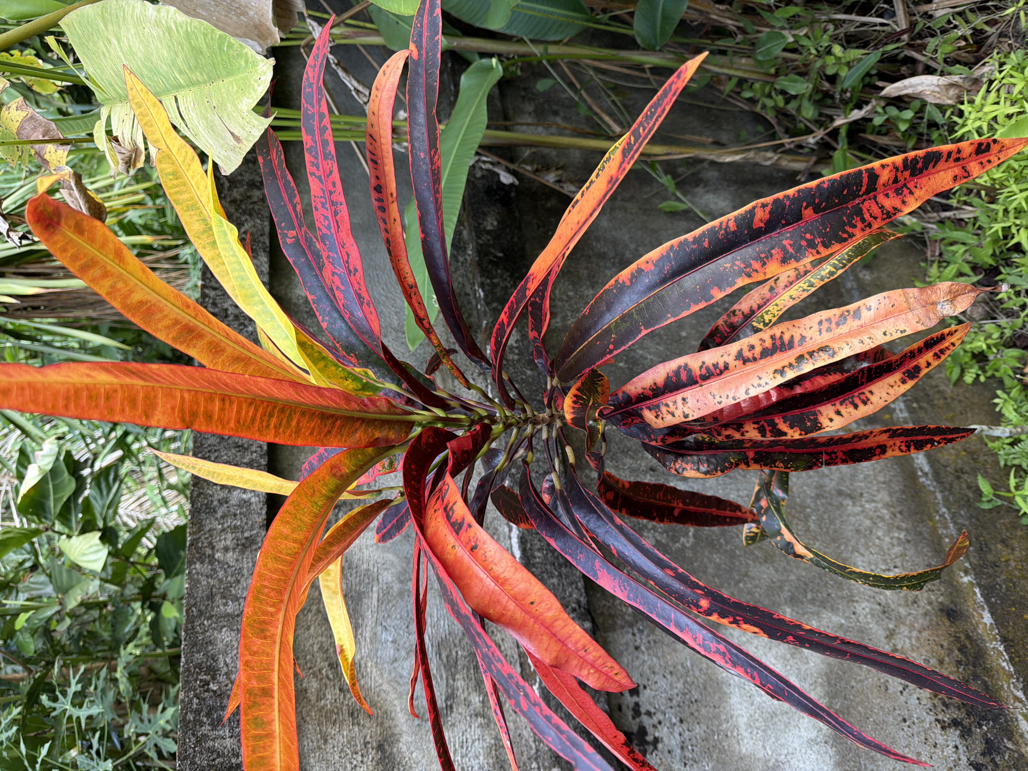 A medium shot captures a vibrant croton plant with long, lance-shaped leaves in various shades of red, orange, yellow, and black. The leaves are strikingly variegated, with bold patterns of black and red contrasting against bright orange and yellow backgrounds. The plant is positioned in front of a rough, textured concrete wall, with lush green foliage visible in the background. The lighting suggests it is daytime, with the sun illuminating the plant's colorful leaves. The overall scene is naturalistic, with the plant appearing to be outdoors, possibly in a garden or natural setting.