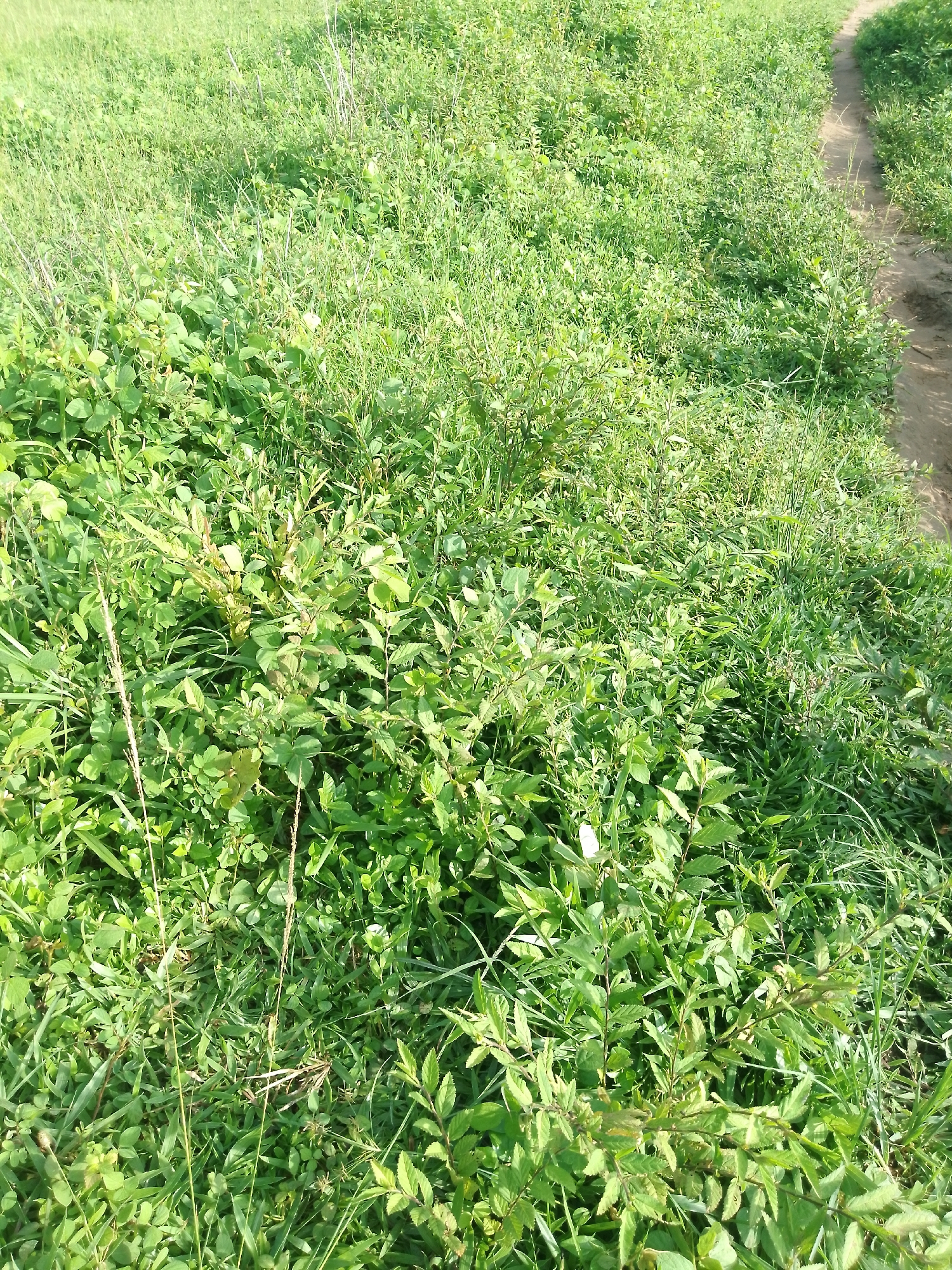 The image shows a patch of overgrown green grass with some thin, brown stalks of dried grass interspersed. The vegetation is dense and appears to be in a natural or semi-natural setting, possibly a field or meadow. A dirt path is visible on the right side of the image, suggesting it is a pathway through the vegetation. The light suggests it is daytime, possibly late morning or early afternoon. There are no people or animals visible in the image. The location is described as Serti, Nigeria, implying this is an outdoor scene in that region.