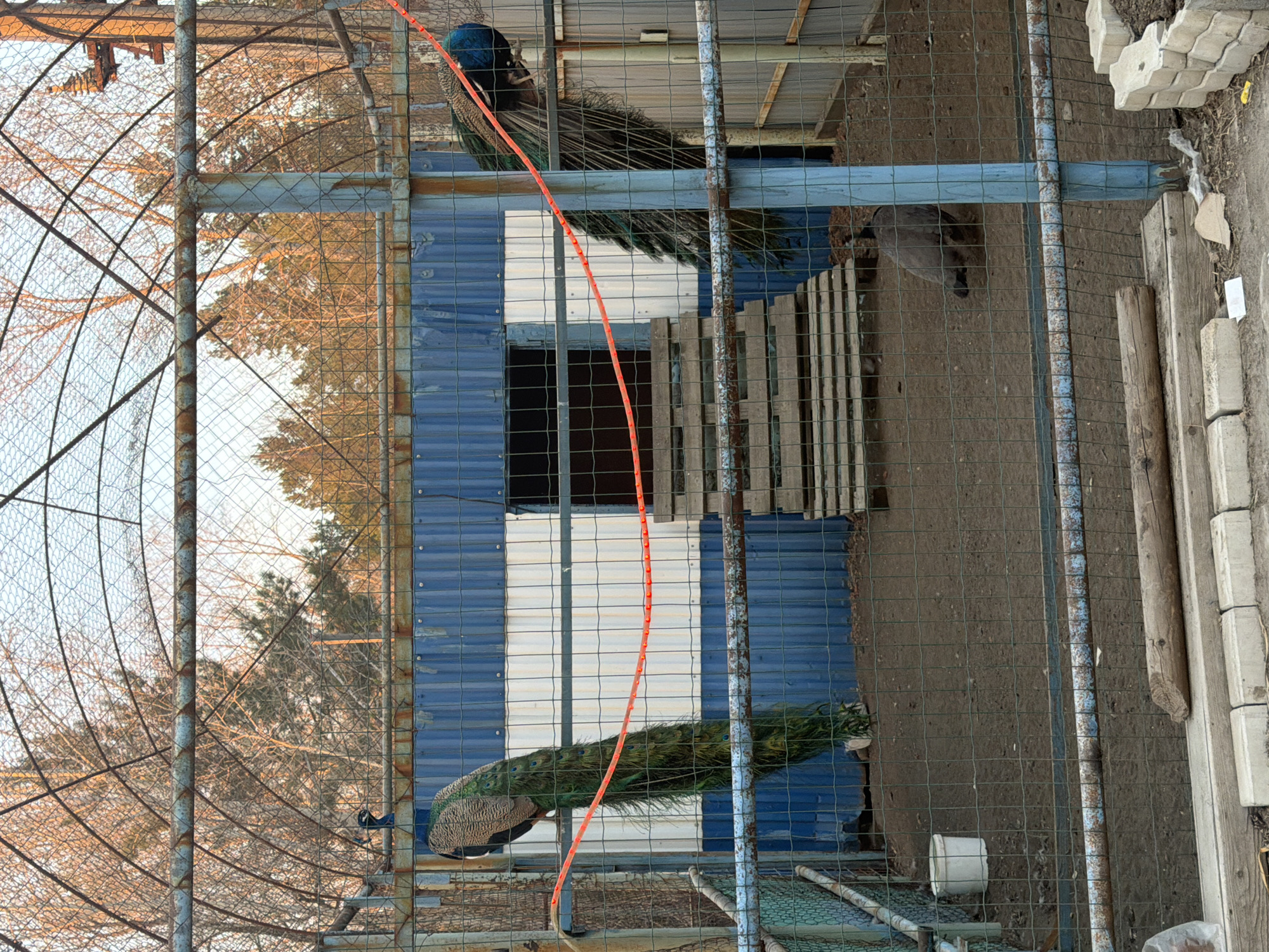 The image shows two peacocks inside a caged enclosure. The enclosure is constructed of metal bars and wire mesh. The background behind the peacocks and the cage features a blue and white striped wall and bare trees. The location is identified as Tartat, Russia. There is a dog in the background as well.