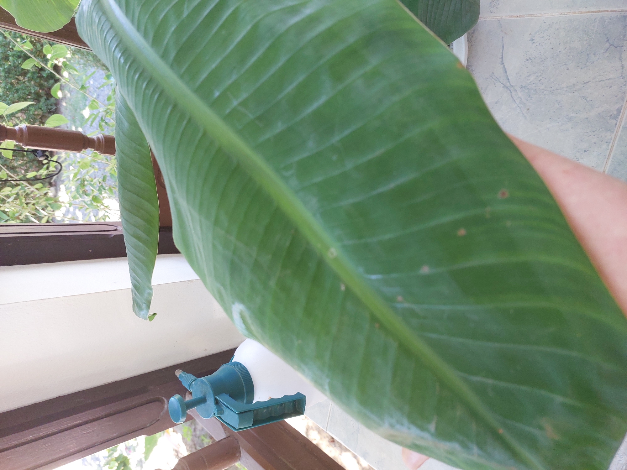 An extreme close-up shot focuses on a large, green, veined leaf, held by a person's hand, in Baan Mae Nam, Thailand. The leaf fills most of the frame, angled from the bottom left towards the top right. To the left of the leaf, a white spray bottle with a green trigger mechanism and nozzle is visible. The background includes a portion of a wooden structure, a white wall, and a glimpse of foliage and a wooden railing through a window or opening. The floor beneath appears to be tiled.