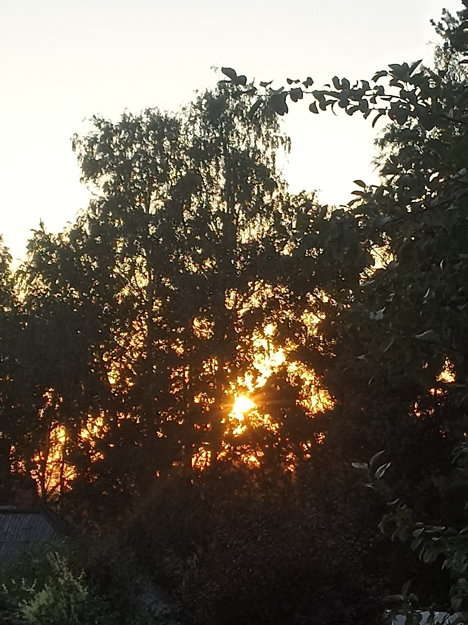A close-up, low-angle shot captures the setting sun filtering through the dense foliage of trees. The sky above is a pale, hazy white, indicating the late hour. The sun's rays create a warm, orange glow that illuminates patches of leaves and branches, casting them in a silhouette against the brighter sky. The foreground is dominated by the dark shapes of the trees and bushes, with a glimpse of a grey, tiled roof to the left, suggesting it is an outdoor scene, possibly a backyard or a park in the city of Mochische, Russia, during sunset. The image is dark and moody, with the bright sun being the focal point.