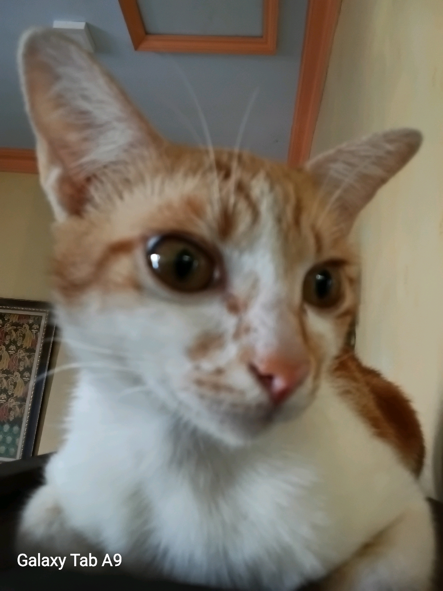 A close-up, slightly blurry, eye-level shot shows an orange and white cat. The cat is facing forward, with its ears perked up and its nose slightly to the right. Its eyes are wide and brown, and its whiskers are visible. The cat's fur is short and appears to be clean. The background is out of focus, but it appears to be an indoor setting with a wall and a ceiling visible. There is a framed picture on the wall behind the cat. The text "Galaxy Tab A9" is visible in the lower left corner of the image.