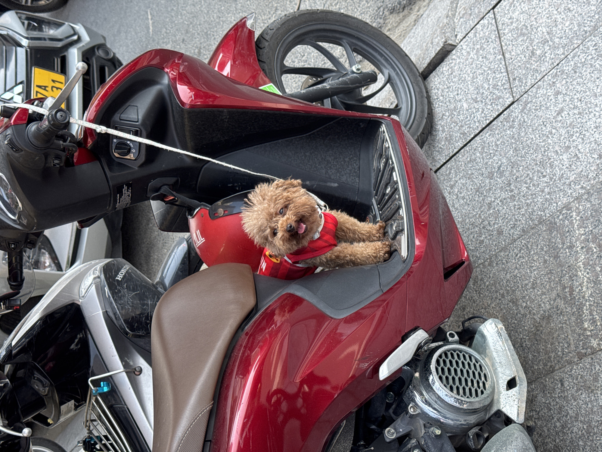 The image shows a red scooter parked on a gray tiled surface, likely a sidewalk, in an urban environment. A small, brown poodle wearing a red Manchester United jersey sits in the storage compartment of the scooter. Another scooter is parked partially visible to the left. The scooter has a license plate number beginning with "73" visible, indicating that it is likely in the city of Đà Nẵng, Vietnam. The scene appears to be a typical urban setting with parked scooters and a dog casually resting inside one.