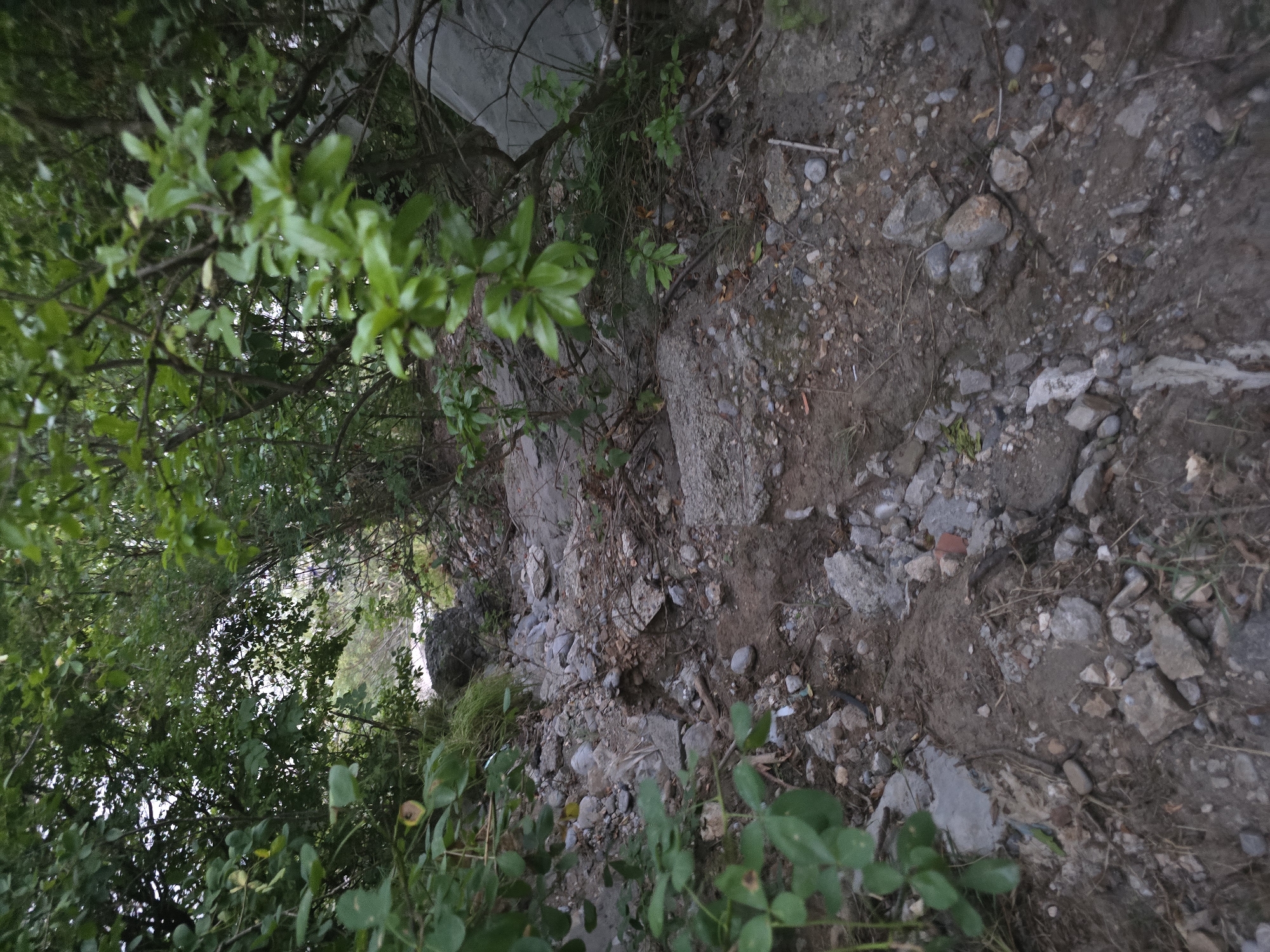 The image depicts a dry, rocky stream bed winding through dense vegetation. The ground is covered with a mixture of dirt, small stones, larger rocks, and broken concrete debris. Overhanging branches and leaves from trees and bushes create a shaded canopy, with some dappled sunlight filtering through. The overall impression is of an overgrown, somewhat neglected natural or semi-natural area. The scene is likely a dried-up creek or ravine.