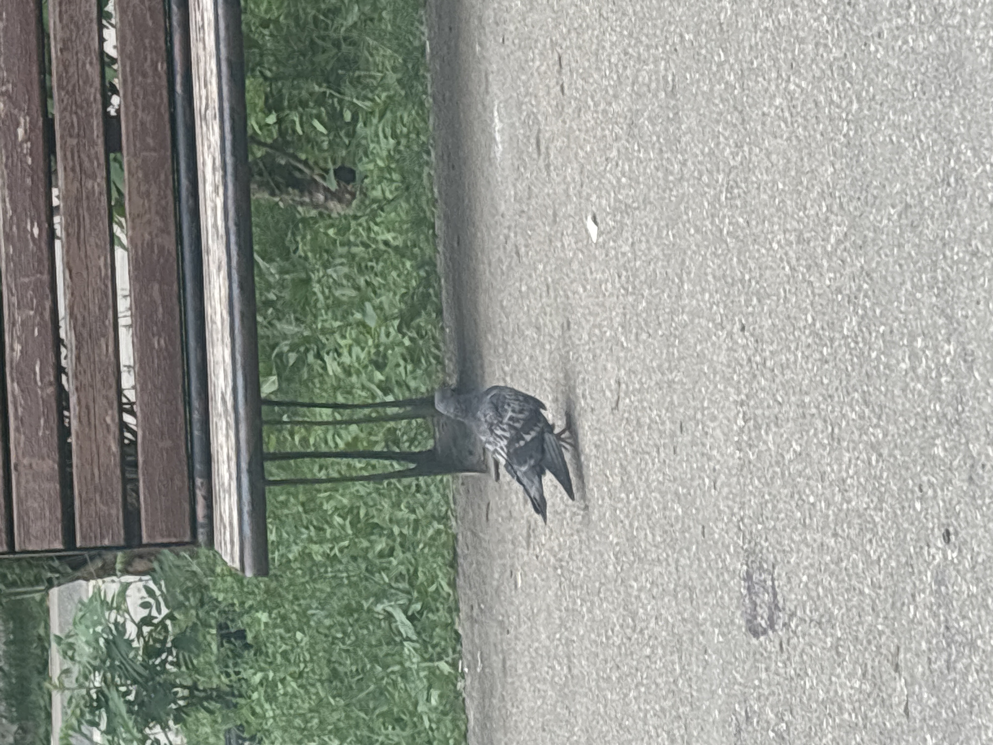 A pigeon stands on a paved walkway next to a wooden park bench with metal legs. Lush green foliage is visible behind the bench, suggesting an outdoor park or garden setting. The pigeon is facing right, with its wings slightly spread, and appears to be a common city pigeon with grey and white plumage. The pavement is textured and shows some discoloration. The background is slightly out of focus. The scene is static and appears to be a candid shot taken outdoors. There is no discernible information within the image to indicate the specific location of Saratov, Russia.