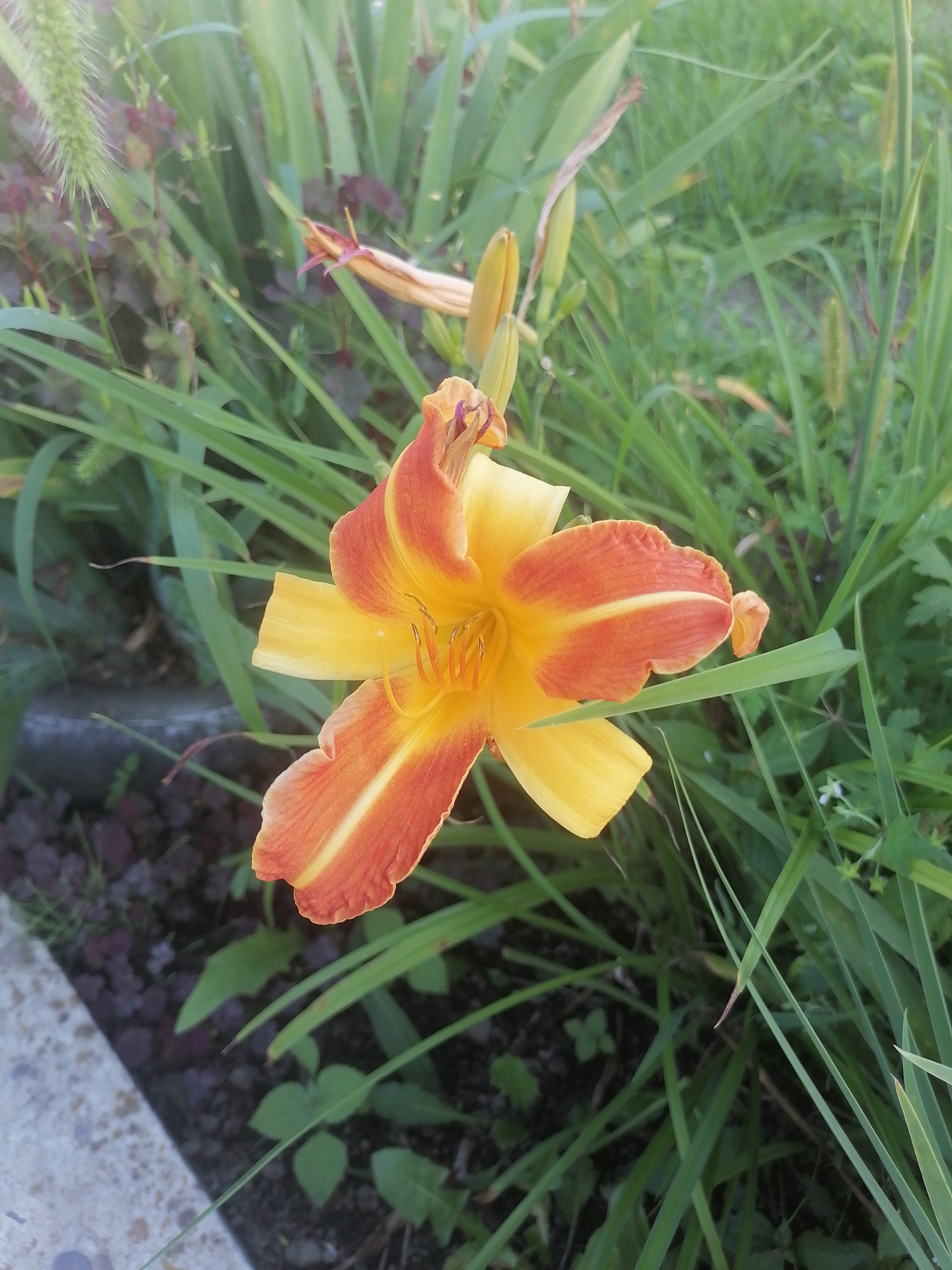 A close-up, eye-level shot captures a vibrant orange and yellow daylily in full bloom, set against a backdrop of lush green foliage. The flower, with its ruffled petals, displays a gradient of color, transitioning from a deep orange at the edges to a sunny yellow towards the center. Subtle hints of red are visible on some of the outer petals. The flower's reproductive parts, including its stamens and pistil, are clearly visible in the center. Surrounding the daylily are tall, slender green blades of grass and other leafy plants, creating a natural, garden-like environment. The lighting suggests it is daytime, likely morning or late afternoon, as the light is soft and diffused. The image shows no people or man-made objects other than a concrete border that runs along the bottom left edge of the frame, suggesting the flower is part of a garden bed. The overall scene is tranquil and evocative of a peaceful summer day in the city of Novopokrovka, Russia.
