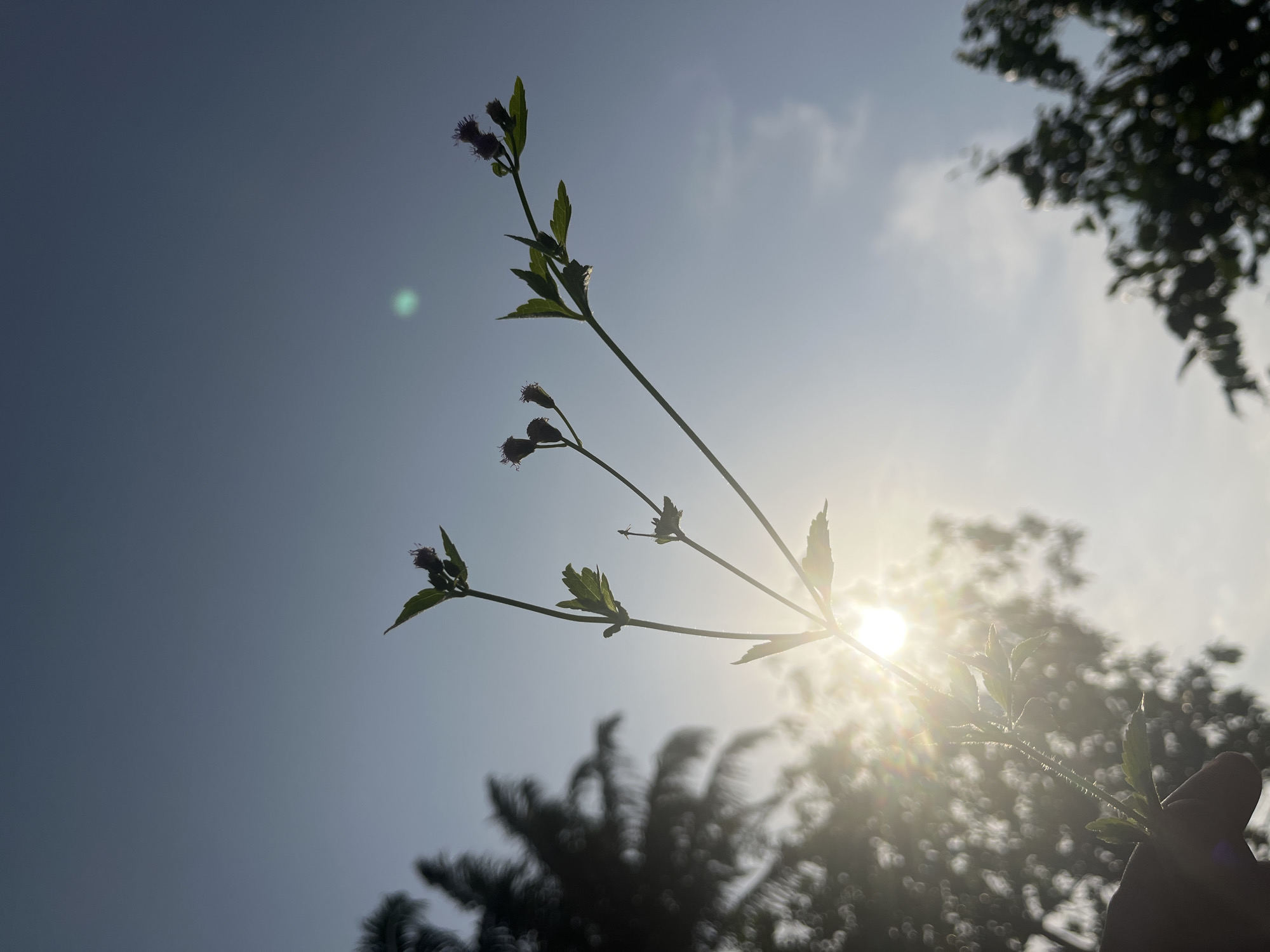 The image presents a low-angle, backlit shot of a slender plant stem held against a bright sky. The stem, featuring several small, serrated leaves and multiple closed or budding flowers with a subtle purple hue, extends diagonally across the frame, forming a silhouette. A human hand, with an index finger and thumb, is partially visible in the lower right, holding the stem.
The sun is a prominent light source, visible as a brilliant flare in the middle-right of the image, casting rays and creating a distinct green circular lens flare in the upper left. The sky is a light blue, transitioning to brighter white around the sun, with faint clouds. In the background, blurred silhouettes of various tree canopies, including what appear to be palm fronds, are visible in the lower center and upper right.
The strong backlighting and visible sun flare suggest either early morning or late afternoon. The scene conveys a sense of natural beauty and appreciation for plant life. There is no visible text. The tropical plant and strong sunlight align with the provided location context of Ikot Ekpene, Nigeria.