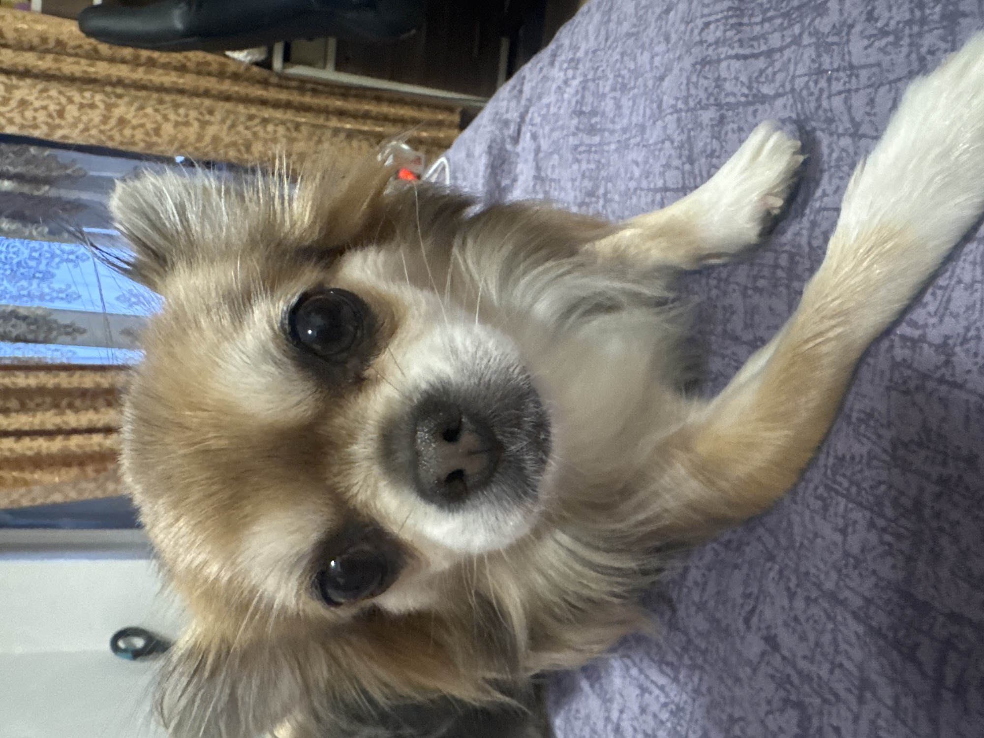 The scene is located in the city of Saint Petersburg, Russia.
The primary subject is a long-haired Chihuahua dog positioned centrally in the frame, facing directly towards the viewer. The dog exhibits sable and cream-colored fur, with darker brown or black markings around its eyes and ears, and white fur on its muzzle, chest, belly, and paws. Its large, round, dark eyes show distinct reflections from a light source. The nose is small, black, and appears moist, with visible nostrils. Several light-colored whiskers extend from its muzzle. Its ears are upright and covered in fluffy fur. The dog is lying down on a textured, light purple or lavender-colored fabric surface, which appears to be a blanket or bedspread. Its left front paw is extended forward, while the right front paw is bent.
In the background, to the immediate left of the dog, an off-white wall is visible, on which a dark, ring-shaped or question-mark-like object is mounted. Behind the dog, towards the center and right, a window is partially obscured by patterned curtains. The curtains are a warm brown or gold color with an intricate, possibly damask-style pattern. Through the visible portion of the window, a blurred blue and white pattern suggests an outdoor scene. To the far right, a dark, possibly black, object with a smooth, leather-like texture is present, consistent with part of an office chair or similar furniture. A small, white electronic device with a red light indicator is visible on the purple surface behind the dog's head, near its right ear.