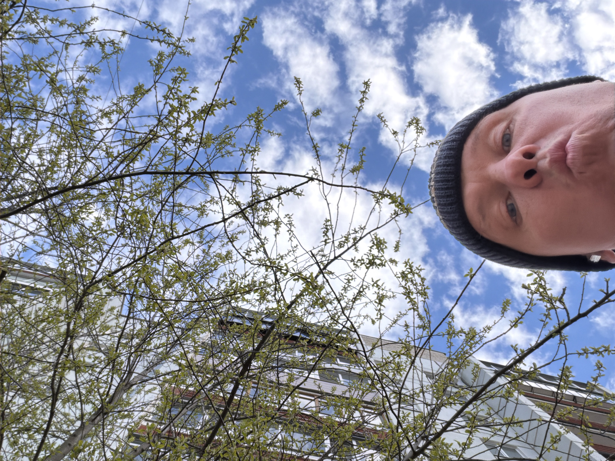 This low-angle photograph captures a scene looking upwards towards the sky, trees, and a building, with a person's face prominent in the foreground. In the upper right portion of the frame, a person's face is seen, wearing a dark grey or black knitted beanie. The individual has light-colored eyes and a playful expression, with lips pursed in what appears to be a "duck face" pose, indicating a selfie.
The majority of the image is dominated by numerous tree branches laden with fresh, vibrant light green leaves, signaling the spring season. These branches interlace across the frame, partially obscuring the background. Behind the foliage, a modern building with a light-colored facade is visible. It features multiple windows, some reflecting the bright sky. The sky itself is a clear blue, adorned with scattered white cumulus clouds, indicating a bright, sunny daytime setting.
The image portrays an outdoor, urban or suburban environment, consistent with Chaikovsky, Russia, during springtime. The primary activity is a casual, upward-facing selfie, capturing a lighthearted moment amidst nature and architecture. No visible text is present in the media.