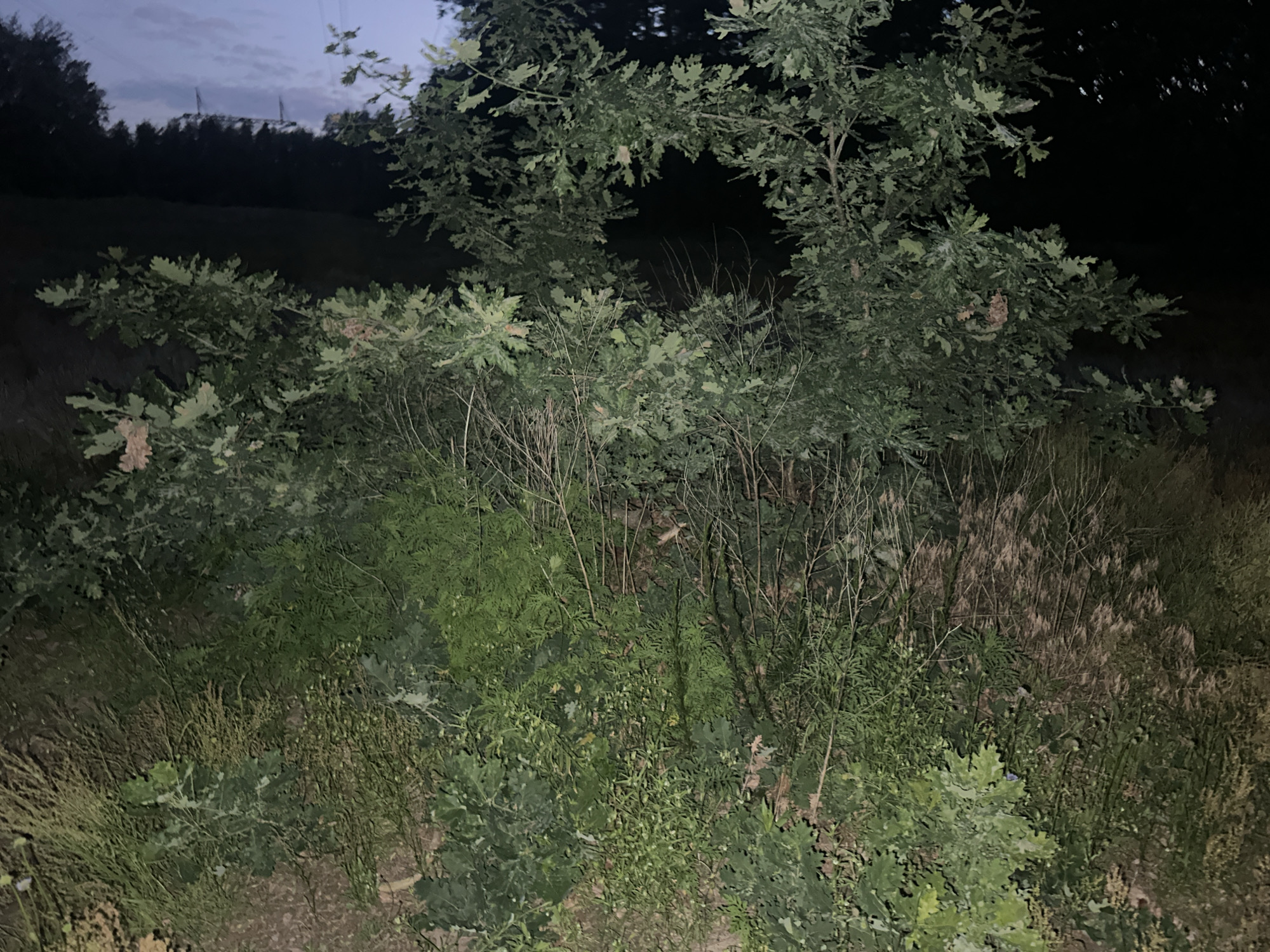 This media file depicts a natural outdoor scene at dusk or night, with a focus on dense vegetation. The foreground is dominated by large, lobed green leaves, likely from oak trees, interspersed with various smaller plants and tall, dry grasses. The lighting is dim, suggesting it is either twilight or artificial light is being used sparingly, creating deep shadows and obscuring finer details in the background.
In the mid-ground, a small, dark-furred animal is partially visible, nestled within the foliage. Its presence suggests a natural habitat, possibly a forest edge or a wild, overgrown area. The background shows a silhouetted treeline against a dusky sky with visible power lines and pylons in the distance, hinting at human infrastructure encroaching on the natural environment.
The overall mood is somewhat mysterious and still, with the low light and dense undergrowth creating a sense of depth and seclusion. The scene appears to be a natural, uncultivated area, possibly a field or a woodland edge. There is no visible text in the image.