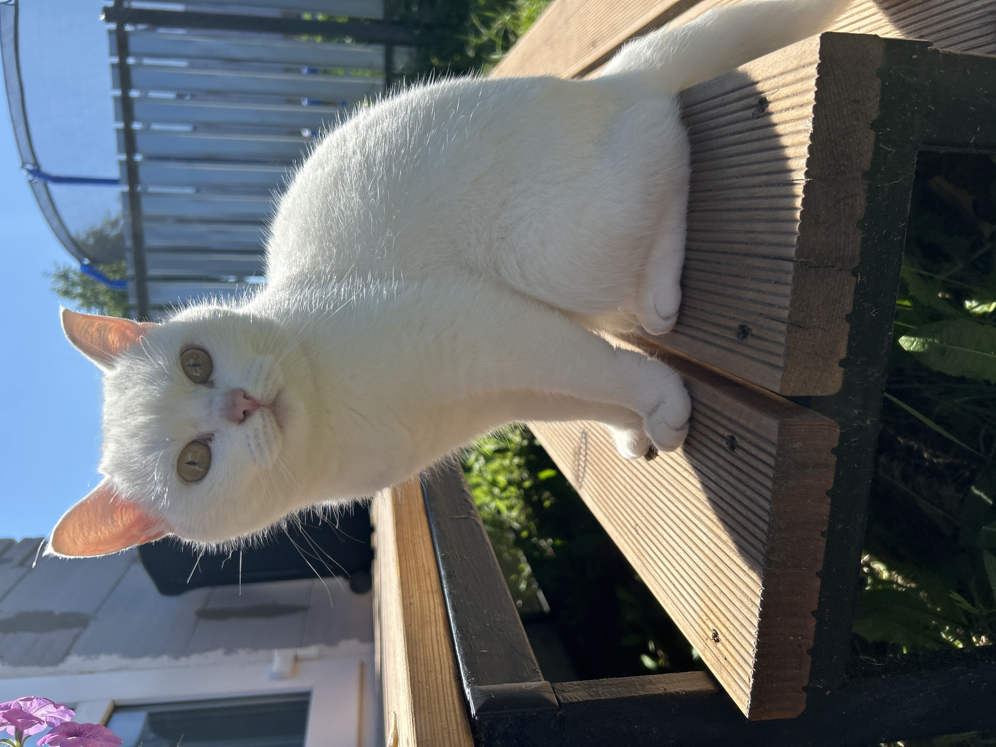A white cat with yellow eyes is sitting on a wooden bench outdoors on a sunny day. The cat is facing the camera and looking directly at it. The background shows a fence and a trampoline, suggesting a residential backyard. The image is taken from a slightly low angle. There is no indication of the city of Chaikovsky, Russia, in the image or its context.
