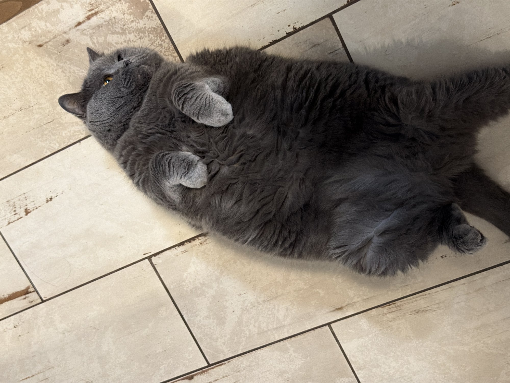 A fluffy gray cat with amber eyes is lying on its back on a light-colored tiled floor. The cat is facing to the right, with its paws curled up. The tiles are rectangular and arranged in a grid pattern, with some appearing slightly worn. The image appears to be taken indoors. The location is identified as Shmitovo, Russia.