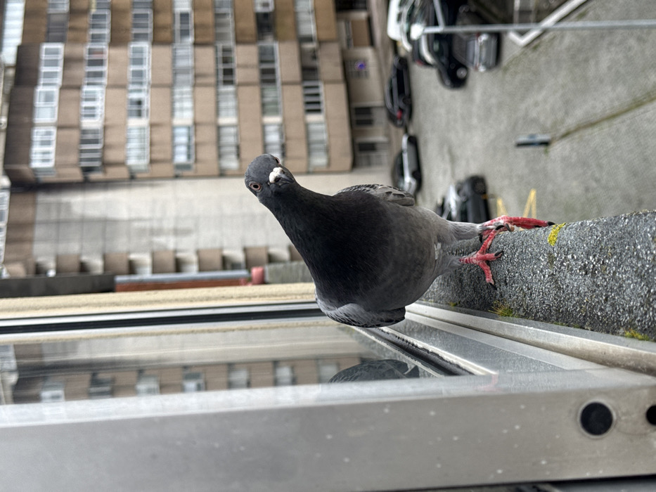 A detailed, eye-level outdoor photograph captures a grey pigeon perched on a concrete ledge, likely a window sill or balcony, within the city of Vila Nova de Gaia, Portugal. The pigeon exhibits dark grey plumage on its head and neck, a white cere at the base of its beak, and bright red legs with dark talons. Its head is distinctly tilted to the viewer's left, with its right eye directed towards the camera. The concrete ledge is textured and displays small patches of green moss. To the immediate left, a portion of a grey metal window frame is visible, reflecting elements of the background. The background reveals a dense urban setting: a prominent multi-story residential building, constructed from light-brown concrete, featuring a regular grid of windows and balconies. Below this structure, a paved parking area is visible, occupied by several parked vehicles, primarily dark-colored sedans. A metallic street light pole is also present in the right background. The overall lighting suggests an overcast sky.