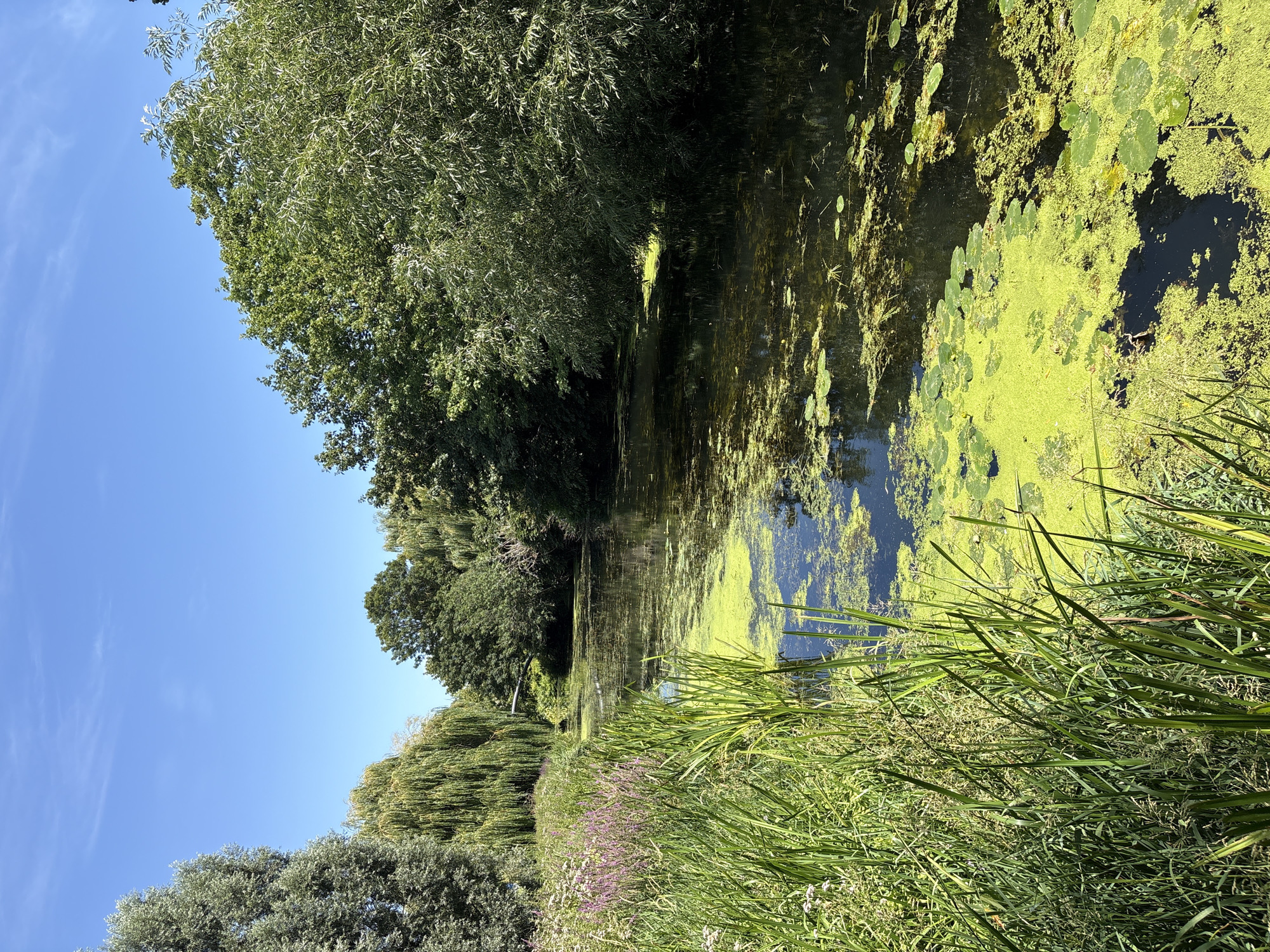 The image depicts a tranquil canal or river scene on a clear, sunny day, likely within Chelmsford, United Kingdom. Lush green vegetation lines the left bank, including tall grasses and flowering plants with pink and white blossoms. The water itself is partially covered with bright green algae and lily pads. Dense trees and foliage create a shaded canopy over much of the water, with a weeping willow prominently featured on the left side. The water recedes into the distance, bordered by more trees. A dark, arching structure, possibly a pipe or bridge support, is visible over the water in the mid-ground. The sky above is a vibrant blue with a few wispy white clouds. There are no people or animals visible in the frame.