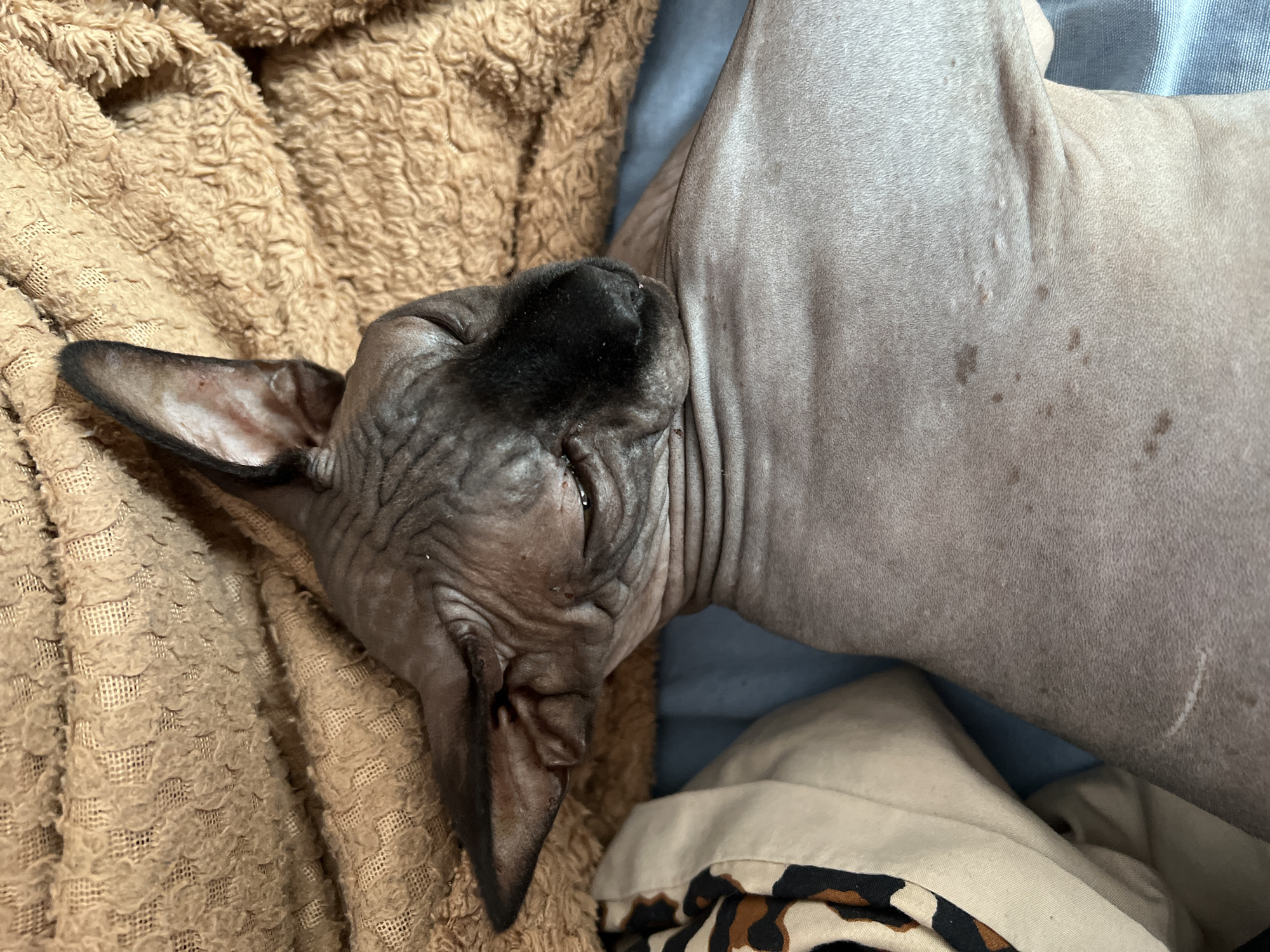 A hairless cat, likely a Sphynx breed, is lying down on a brown textured blanket and a blue surface. The cat's eyes are closed, and its head is tilted to the side. Its skin appears wrinkled, with some dark markings on its face and body. A pillow with a leopard-print pattern is visible to the left of the cat. The scene is indoors, likely in a domestic setting. There is no indication of the city of Kallithea, Greece.