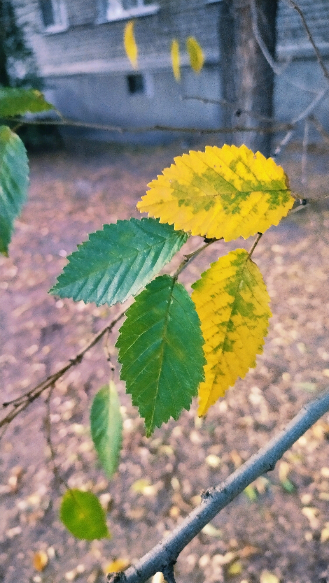 The image depicts a close-up view of a tree branch with several leaves in varying stages of autumn coloration. The leaves exhibit a transition from green to yellow, with some displaying patches of both colors. The branch itself is thin and appears to be part of a deciduous tree. In the background, a building with windows is visible, suggesting an urban or suburban setting. The ground is covered with fallen leaves, indicative of the autumn season. The overall lighting suggests it may be late afternoon or early morning. The scene appears to be set in the city of Horishni Plavni, Ukraine, consistent with the environment shown. There are no people or animals present in the frame.