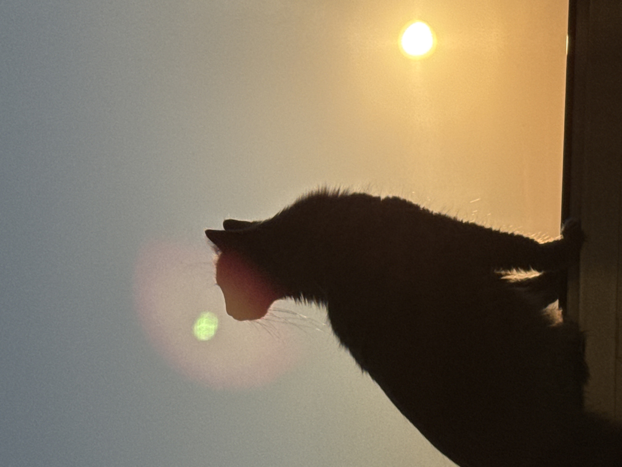 A cat's silhouette is visible against a bright sky, with the sun appearing in the upper center of the frame. A vertical object, possibly a door frame, is present on the right side. The cat is looking downwards, its face is near an out-of-focus light refraction, possibly from the sun. The location is unknown in Varna, Bulgaria.