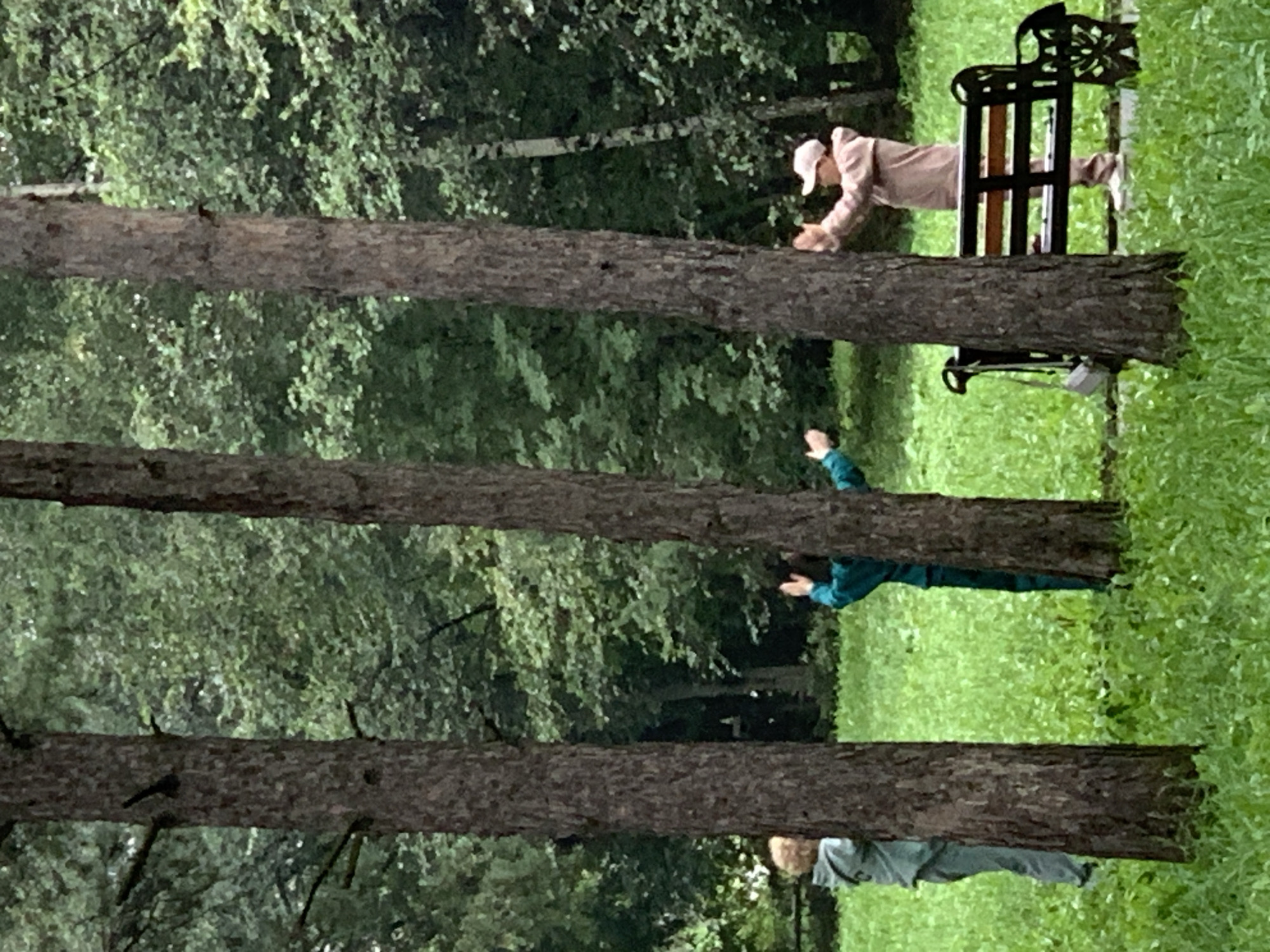 Three individuals are positioned among three tall, mature pine trees in a park setting. The person on the left, partially obscured by a tree, wears a light gray tracksuit. In the middle, a person in a dark teal tracksuit stands with arms raised, facing away from the viewer. To the right, a person in a light pink tracksuit and baseball cap, also with arms raised, is positioned near a black park bench with a silver handbag hanging from it. The ground is covered in lush green grass, and dense foliage forms the background, suggesting a temperate climate. The overall scene depicts casual activity within an urban green space. The presence of a park bench and the arrangement of trees suggest this location could be a public park in Prokopyevsk, Russia.