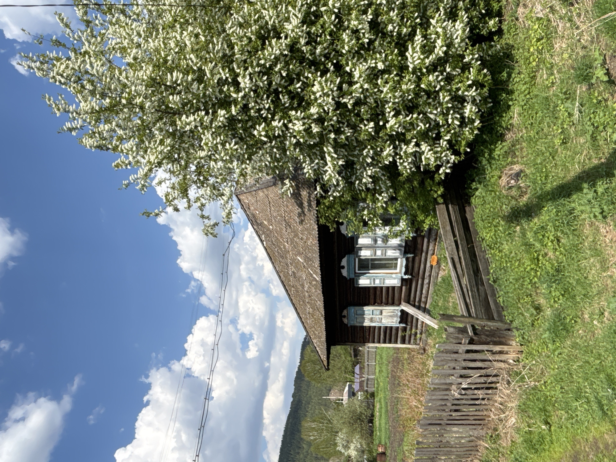 The image shows a single-story wooden house in Овсянка, Russia. The house has a brown shingled roof, dark brown log walls, and light blue window frames. A large tree with white blossoms partially obscures the house. A wooden fence and overgrown grass surround the house. In the background, a mountain and cloudy blue sky are visible. A power line runs across the upper left of the image.