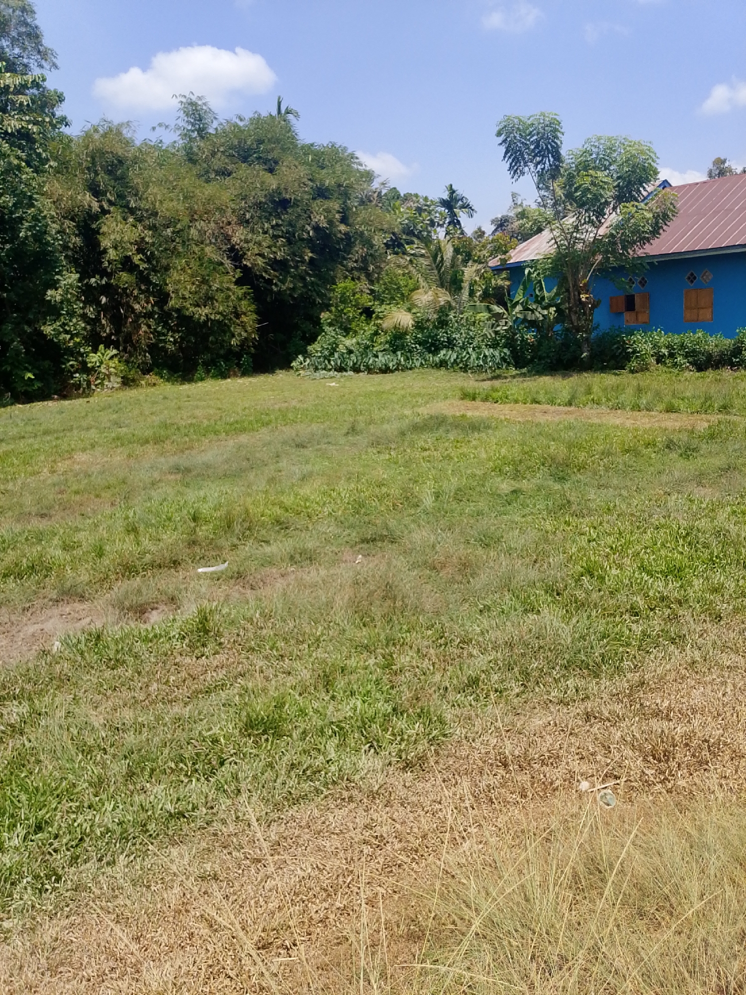 This is a slightly elevated, wide-angle, full outdoor shot of a grassy field with a blue building in the background. The sky is a clear blue with a few white clouds. The field is mostly covered in grass, with some areas appearing dry and brown while others are green and lush. There are a few pieces of white trash scattered in the grass. To the right of the frame, a bright blue, single-story building with a brown, pitched roof is visible. The building has two windows with wooden shutters and appears to be surrounded by lush green vegetation. A large tree with green foliage stands in front of the building. The image appears to be taken on a sunny day.