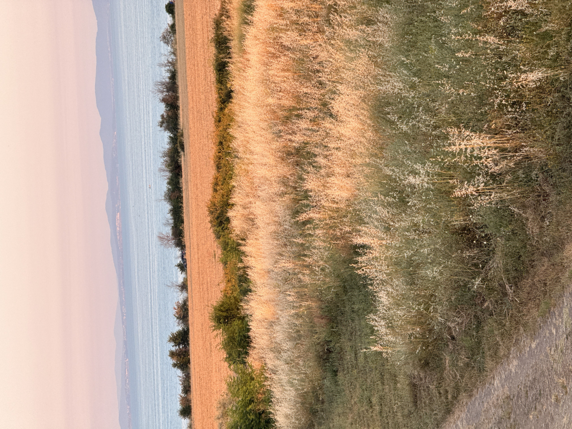 This is a landscape photograph taken in Ravda, Bulgaria. The image depicts a view of the sea on the left side, bordered by a gently sloping hill and vegetation. The sea appears calm, with a light blue hue and subtle ripples on its surface. A distant shoreline with faint outlines of hills can be seen across the water.
Adjacent to the sea is a cultivated field, likely a wheat or barley field, characterized by its golden-brown color and distinct rows. This field transitions into a dense line of trees and bushes, forming a natural boundary. Beyond this, on the right side of the image, is an area of wild, overgrown vegetation with tall grasses and wildflowers, giving a sense of untamed nature. A narrow, unpaved path or track runs along the edge of this wild vegetation, suggesting it might be a rural or agricultural area.
The lighting in the photograph suggests it was taken during either sunrise or sunset, with a soft, warm glow illuminating the scene and casting long shadows. The sky on the left is a gradient of pale pink and orange, further indicating the time of day. The overall atmosphere is serene and tranquil, highlighting the natural beauty of the coastal landscape. There is no visible text in the image.