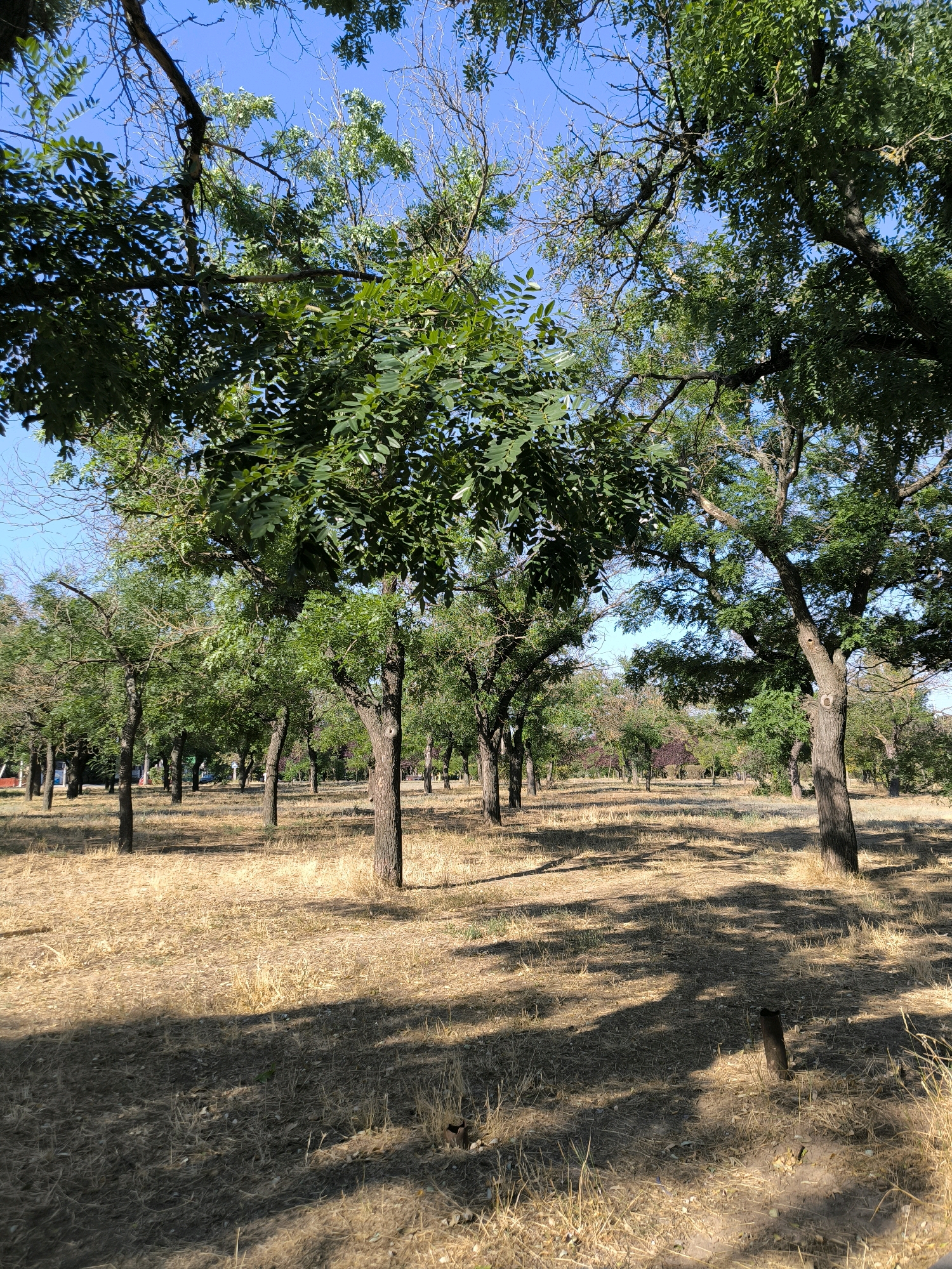 The image depicts a sun-drenched park with a dense canopy of deciduous trees casting long shadows on the dry, golden grass. The trees are a mix of mature and younger specimens, with some exhibiting sparse foliage. The ground is covered in a thick layer of dried grass and scattered leaves, indicating a dry season. In the distance, a few indistinct structures can be seen amongst the trees. The sky is a clear, vibrant blue. The scene suggests a peaceful, natural environment within a city, likely a public park or a wooded area. Without additional context or identifiable landmarks, pinpointing the exact location within Mykolaiv, Ukraine, is not possible.