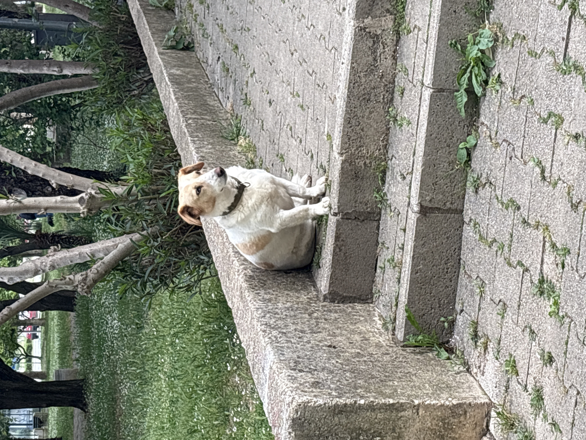 A medium-sized dog, tan and white, sits on a concrete wall, likely in a park in Bar, Montenegro. The dog wears a dark collar. The wall borders a grassy area with trees. Paved steps lead up to the wall, with small plants growing between the stones. The image orientation is such that the right side is slightly higher than the left, creating a diagonal.