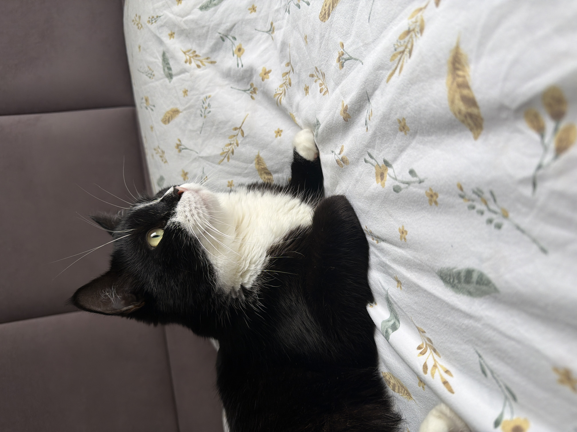 A black and white cat with yellow eyes is lying on a white duvet with a floral pattern. The cat is looking to the right. The background is a blurry purple headboard. The image is taken indoors. The location in the city of Chekhov, Russia is not specified in the image.