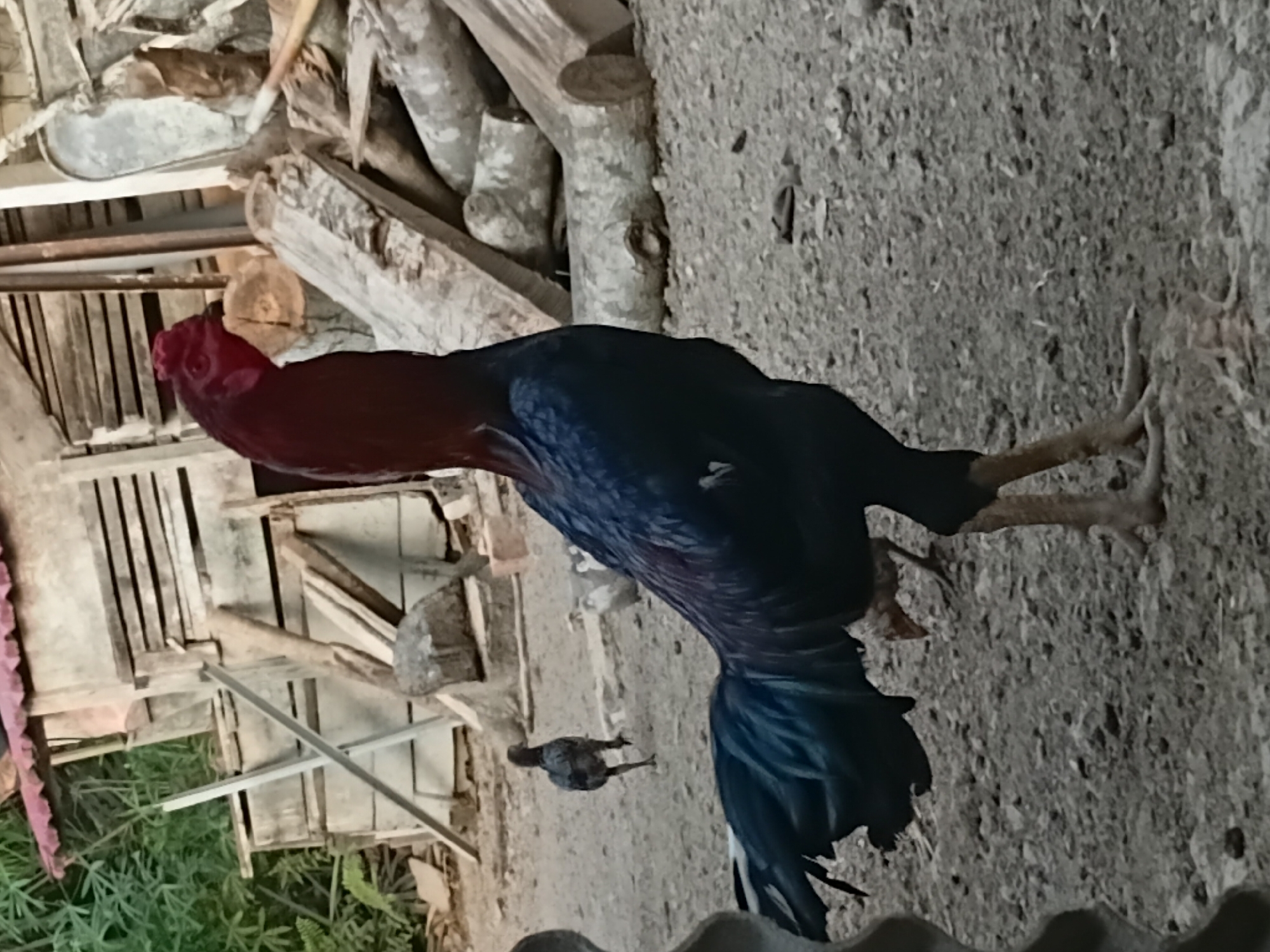 A large, dark-feathered rooster with a red comb and wattle stands prominently in the foreground, facing right. Its tail feathers are a deep blue-black. In the background, a smaller, dark-colored chick walks away from the camera. Behind the chickens, a rustic wooden structure with a red-tiled roof is visible, along with piles of chopped wood and some greenery. The ground is covered in dirt and small stones. This scene appears to be in a rural or semi-rural setting in Margo Rukun, Indonesia, likely a farmyard or backyard.