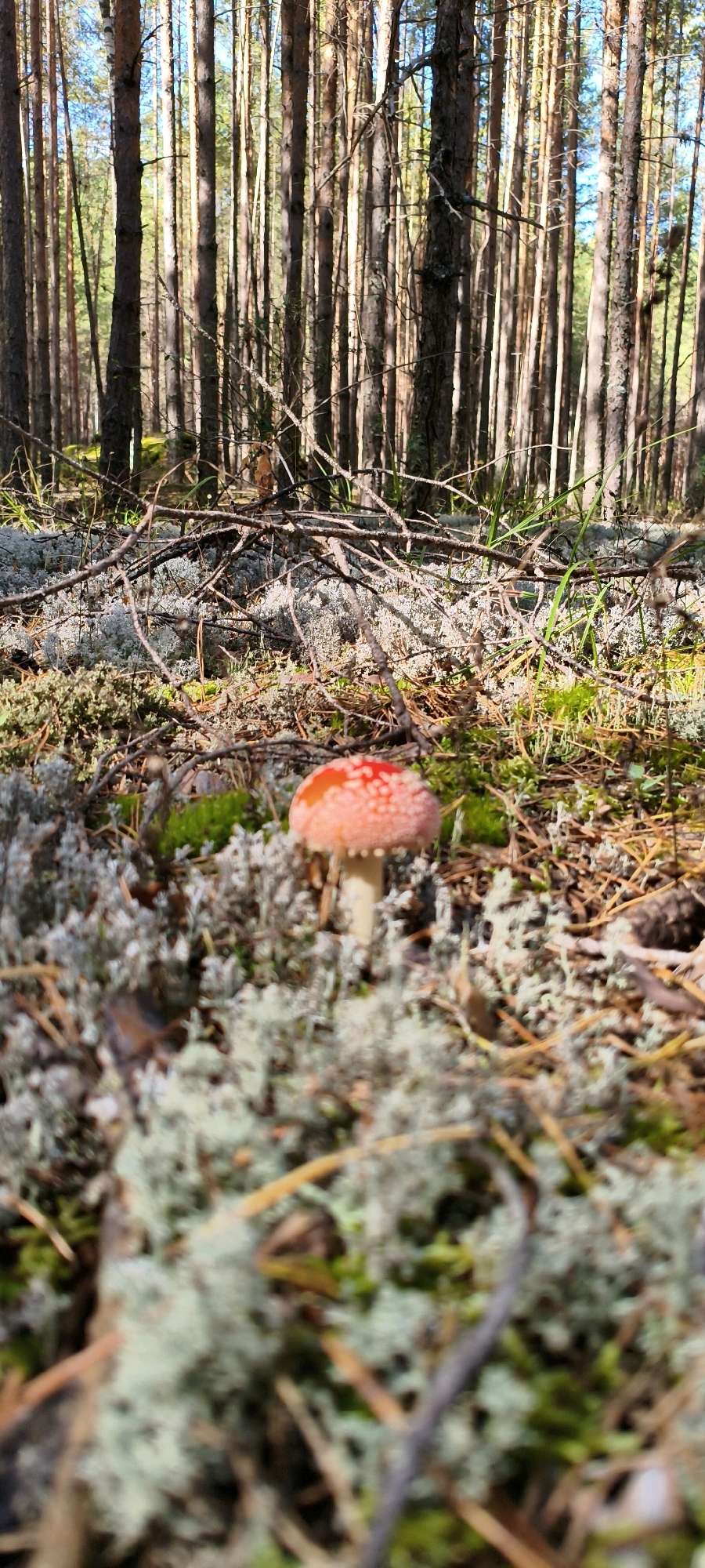 A fly agaric mushroom, identified by its red cap with white speckles, stands prominently in a sunlit forest clearing. The mushroom is positioned in the lower-middle section of the frame. The forest floor is covered with a thick carpet of light-colored lichen, moss, and pine needles. Scattered pine branches and twigs add texture to the ground. Tall, slender pine trees with rough bark form the background, their vertical lines creating a sense of depth. Sunlight filters through the canopy, casting dappled shadows and illuminating the scene. The sky is visible through the trees, appearing as patches of bright blue. The overall environment suggests a natural, undisturbed forest setting in Solnechnyi, Russia.