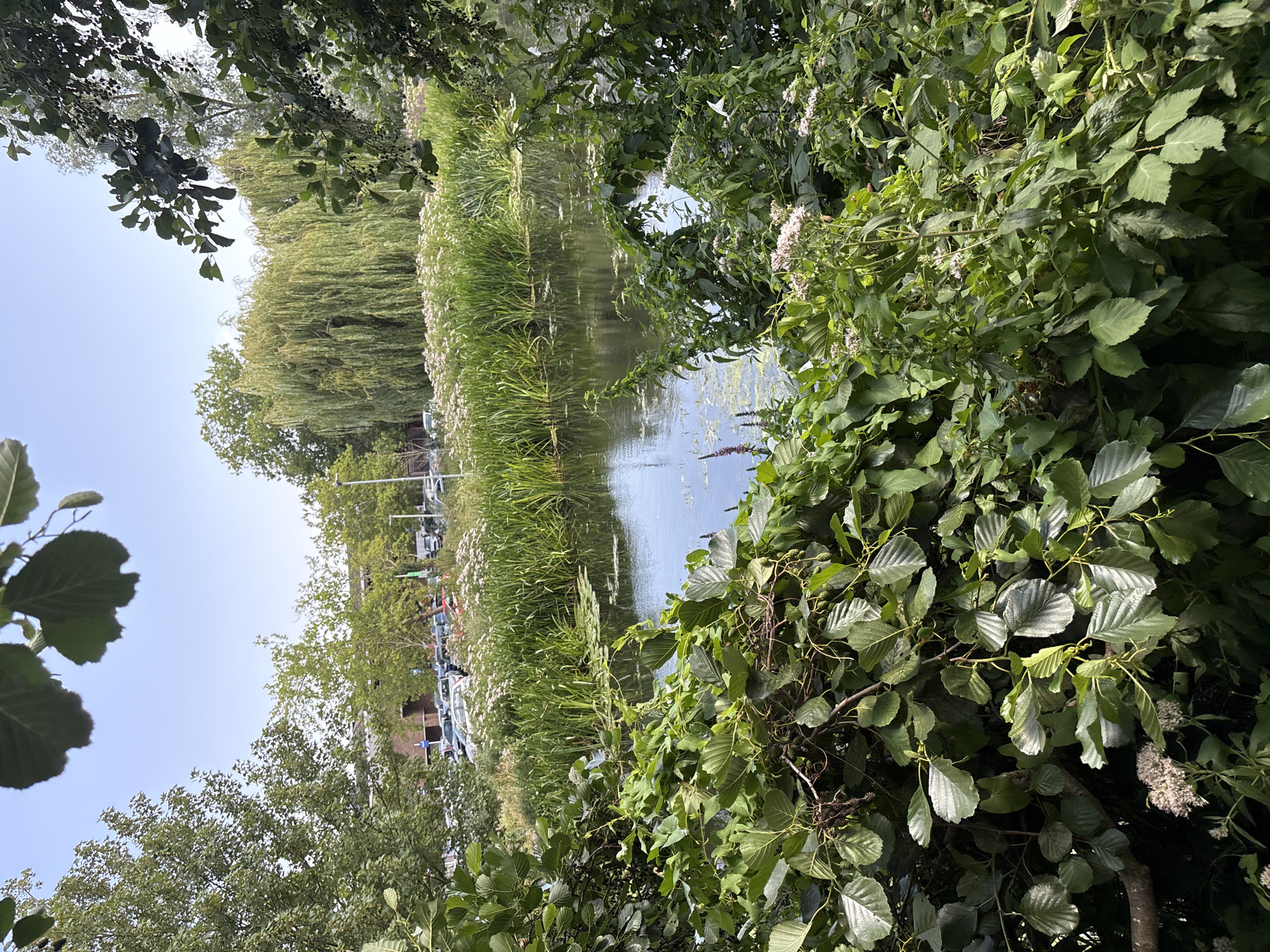 The image depicts a tranquil waterside scene, likely in Chelmsford, United Kingdom, showcasing a natural environment bordering urban development. In the foreground, lush green foliage dominates, with large, textured leaves of what appears to be a tree or shrub, framing the view. Interspersed within this greenery are clusters of delicate white flowers.
Beyond the foreground, a calm body of water, possibly a river or canal, reflects the sky and surrounding vegetation. Lily pads are visible on the water's surface. The banks of the water are densely populated with tall, reedy plants and dotted with more white flowers, creating a wild, overgrown effect.
In the midground, a line of mature weeping willow trees with their characteristic cascading branches creates a dramatic backdrop. Behind the willows, a more structured urban landscape emerges. This includes a multi-story building, possibly commercial or residential, and a parking lot filled with numerous cars. Streetlights and other urban infrastructure are also present, indicating the proximity of a developed area.
The sky is a clear, light blue, suggesting a fair-weather day. The overall impression is one of a serene natural space coexisting with the built environment of a city. There are no people or animals visible in the image.