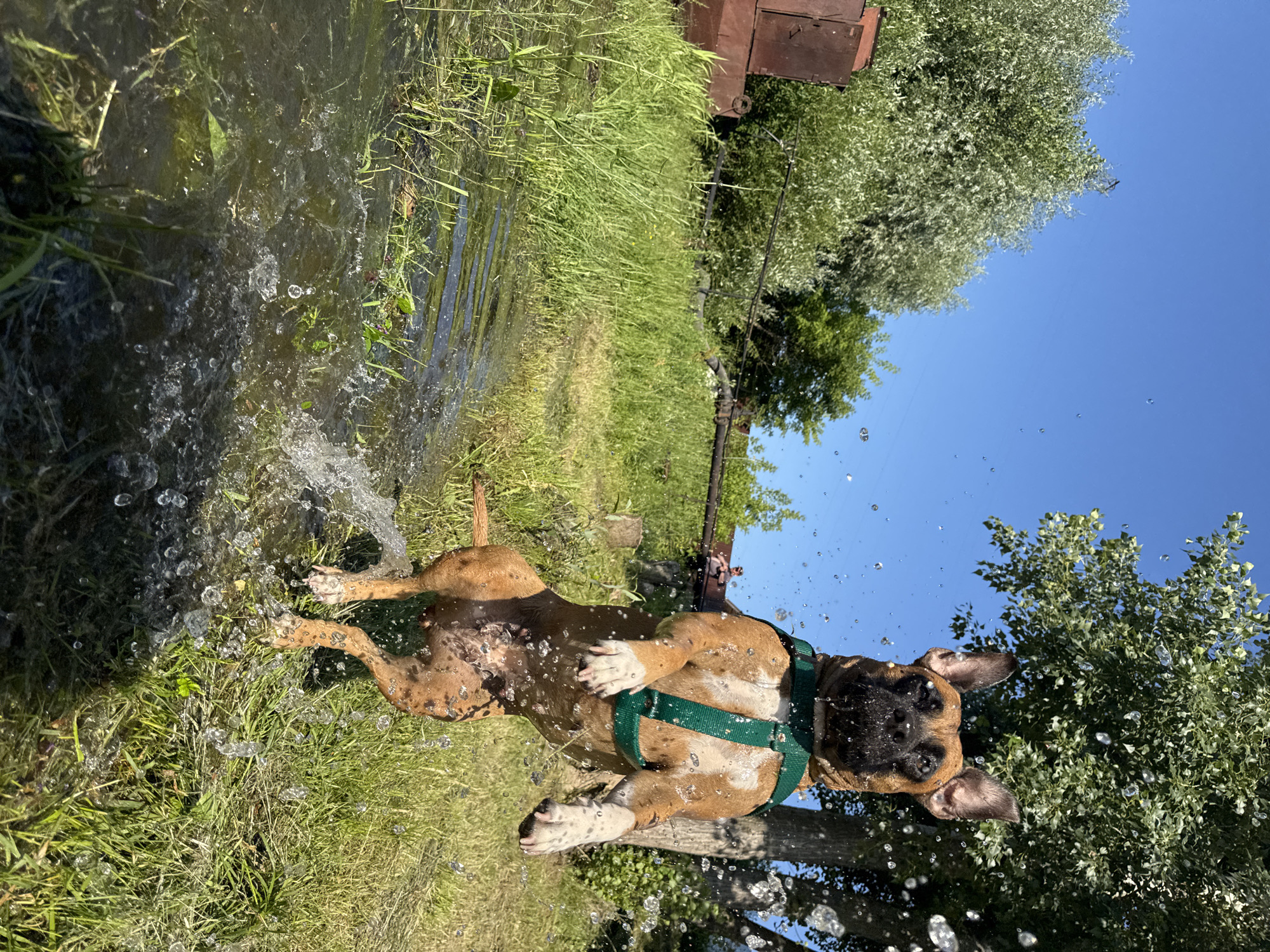 In Chaikovsky, Russia, a brown and white boxer dog is captured mid-air, jumping joyfully out of the water. The dog is wearing a green harness and is surrounded by a spray of water droplets, indicating it has just emerged from a body of water. Lush green grass covers the ground, and trees with dense foliage are visible in the background. The sky is a clear, vibrant blue. To the left of the frame, a large, rusty metal object, possibly industrial equipment, is partially visible. The scene suggests a sunny day in a natural setting, with the dog actively playing.