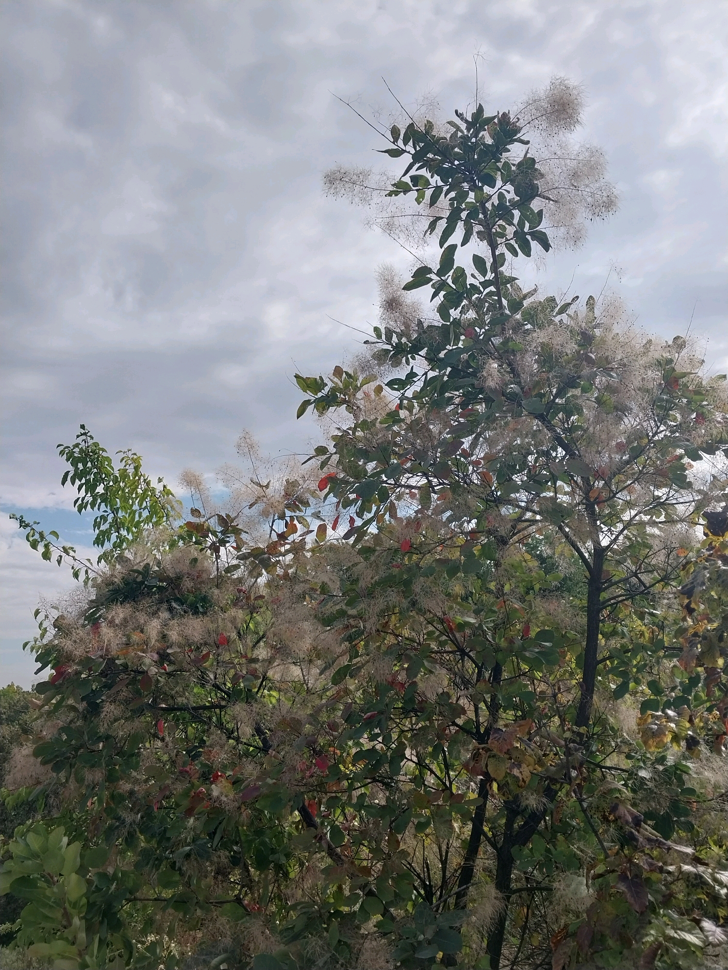 A vertical, eye-level, outdoor shot captures the upper branches of a smoke tree, adorned with feathery white seed heads. The tree is set against a muted sky filled with soft, grey clouds. The leaves on the tree are a mix of green, red, and yellow, indicating a transition into autumn. The tree occupies the majority of the frame, with its branches reaching upwards and outwards. The background shows a hint of the sky, a sliver of blue, and suggests the presence of more foliage and trees beyond the main subject. The lighting is diffused, characteristic of an overcast day.
