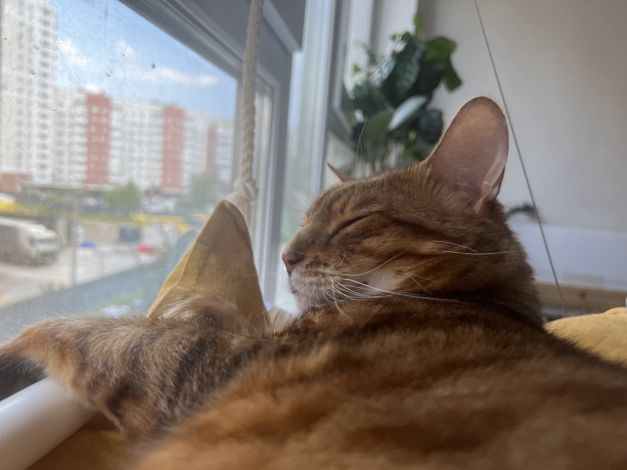 An orange tabby cat is asleep, lying on its side on a yellow fabric surface, which appears to be a hammock or bed. The cat's eyes are closed, and its head is slightly turned to the left. The cat's fur is a mix of orange and darker brown tabby stripes. In the background, a window shows a view of a city with apartment buildings, some with red and white facades. The sky outside is partly cloudy. There is also a green potted plant visible in the upper right corner. The scene appears to be indoors, with the cat enjoying a nap by the window. Based on the architectural style of the buildings and the presence of apartment blocks, this scene is consistent with an urban environment in Yekaterinburg, Russia.