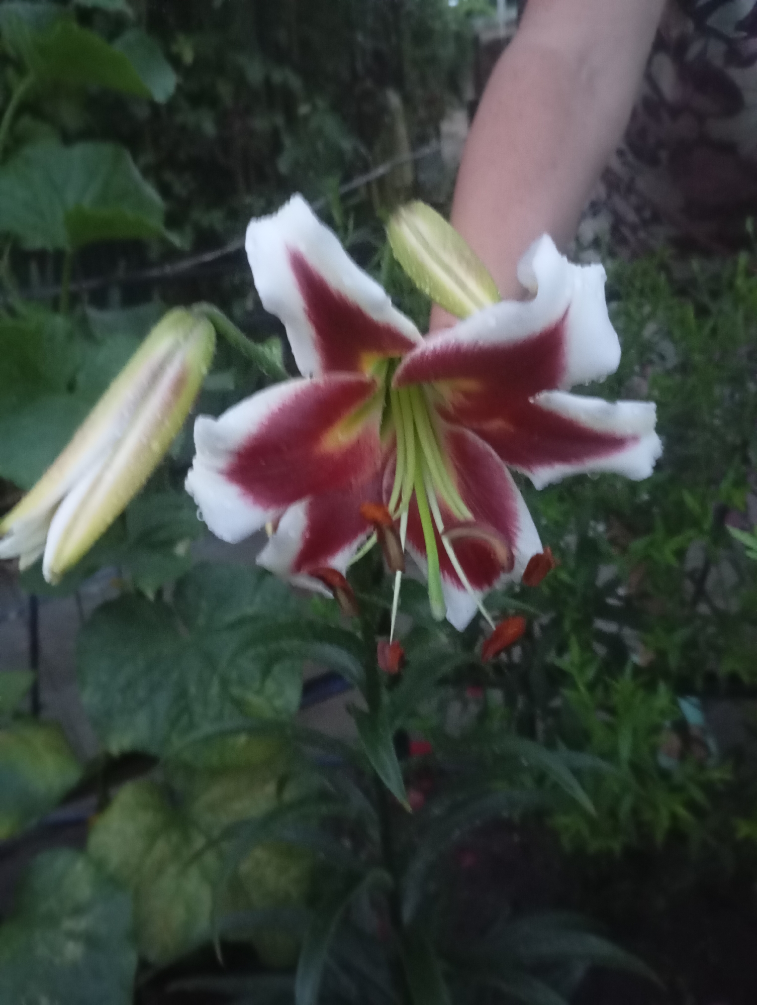 A partially opened white and deep red lily is in focus against a blurred background of green foliage and a person's arm. The lily has six petals, each with a white edge and a deep red center that tapers to a point. The stamens, tipped with orange anthers, are visible at the flower's center, surrounded by pale green pistils. To the left of the main lily, two unopened buds, elongated and pale yellow with hints of white and red, are partially visible. Water droplets are present on the petals and buds. A person's arm, light-skinned with a light-colored sleeve patterned with dark brown and possibly red, enters the frame from the upper right corner, appearing to be holding or interacting with the lily. The environment suggests an outdoor garden setting, likely in Marhanets, Ukraine, with lush green leaves and darker foliage in the background.