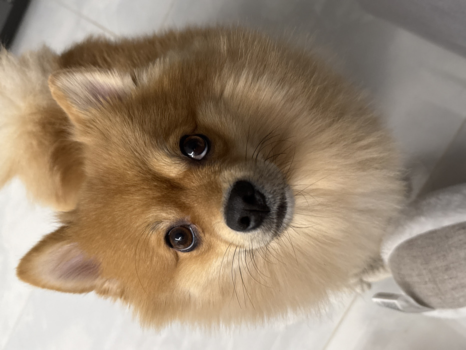 The image features a close-up, eye-level perspective of a Pomeranian dog. The dog possesses dense, light orange to reddish-brown fur, with lighter cream-colored fur on its underbelly and snout. Its dark, moist nose is prominent, and numerous dark whiskers extend from its muzzle. The dog's large, dark brown eyes are wide and focused upwards, displaying distinct reflections of an overhead light source. A fluffy, curled tail, consistent with the breed, is partially visible in the upper right portion of the frame. In the lower-left corner, a light gray or beige fabric object, resembling the toe of a slipper with a white edge, is partially visible on a light-colored, smooth, reflective floor. The scene is set indoors. No visual elements within the image provide identifiable information regarding the city of Sofia, Bulgaria, or any specific geographical location.