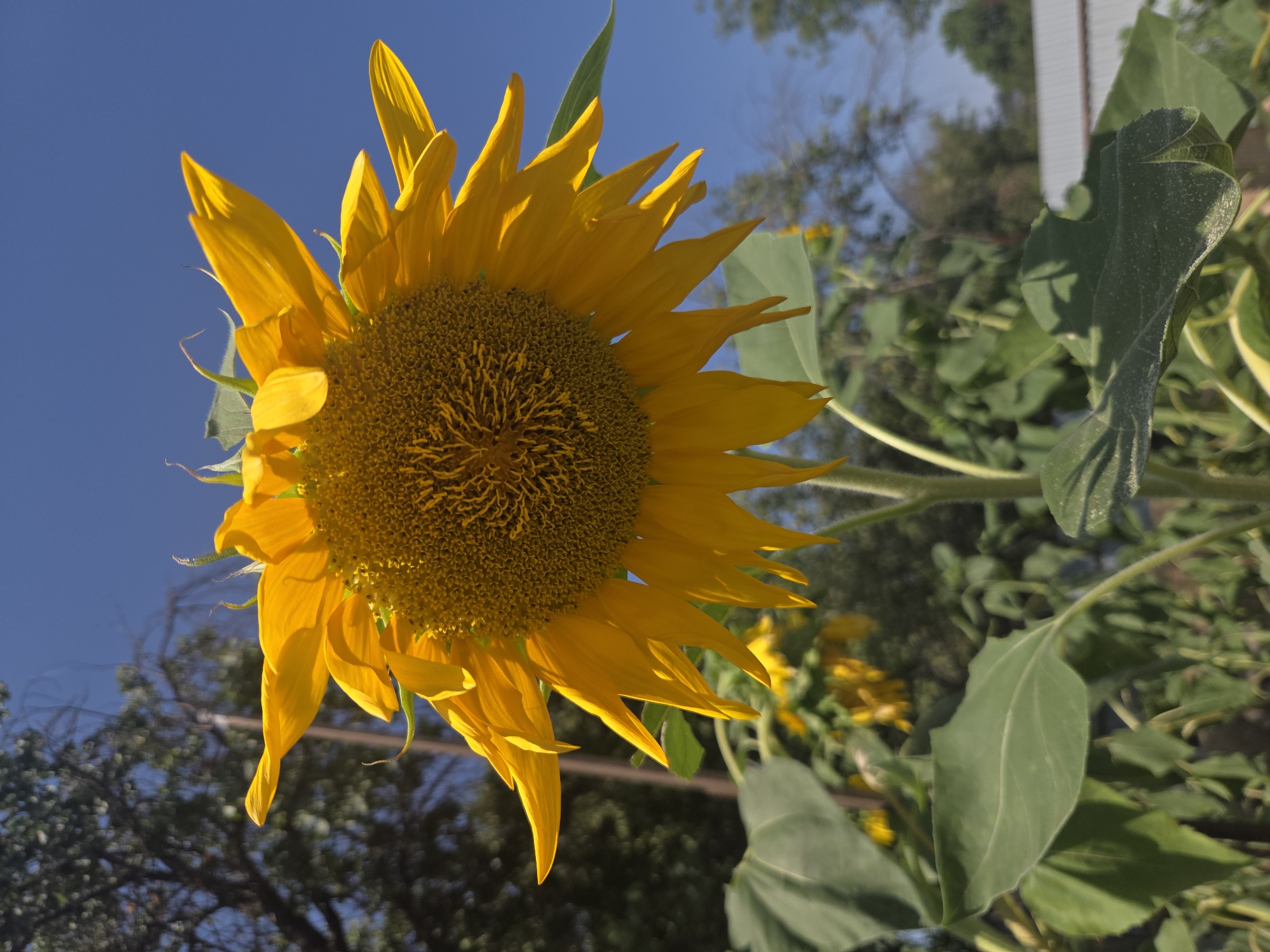An extreme low angle, full shot captures a single, large sunflower in bloom. The sunflower's bright yellow petals radiate outwards from a dark, textured center. Its stem is thick and green, supporting the heavy bloom. In the background, a clear, bright blue sky forms the backdrop. To the left and below, lush green leaves of the sunflower plant are visible, some appearing slightly dusty. Further in the background, the blurry forms of trees and a distant, pale roofline can be discerned, suggesting an outdoor setting in a residential or semi-rural area. No people are present in the image. The image was taken in the city of Shymkent, Kazakhstan, likely during daylight hours.