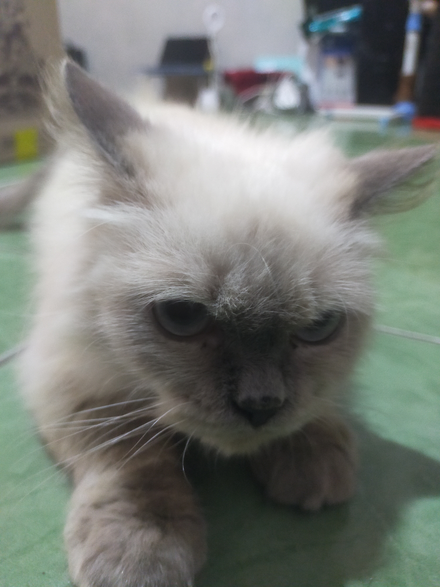 An indoor, eye-level medium shot shows a fluffy, light brown Siamese cat lying down on a green tiled floor in what appears to be a home in Bantul, Indonesia. The cat's fur is light brown on its body, with darker brown markings on its ears and face. Its eyes are light blue and appear slightly droopy. The cat is looking down and to the right. The background is out of focus and shows a blurry assortment of objects that may include furniture and other household items, as well as the dimly lit interior of a room.