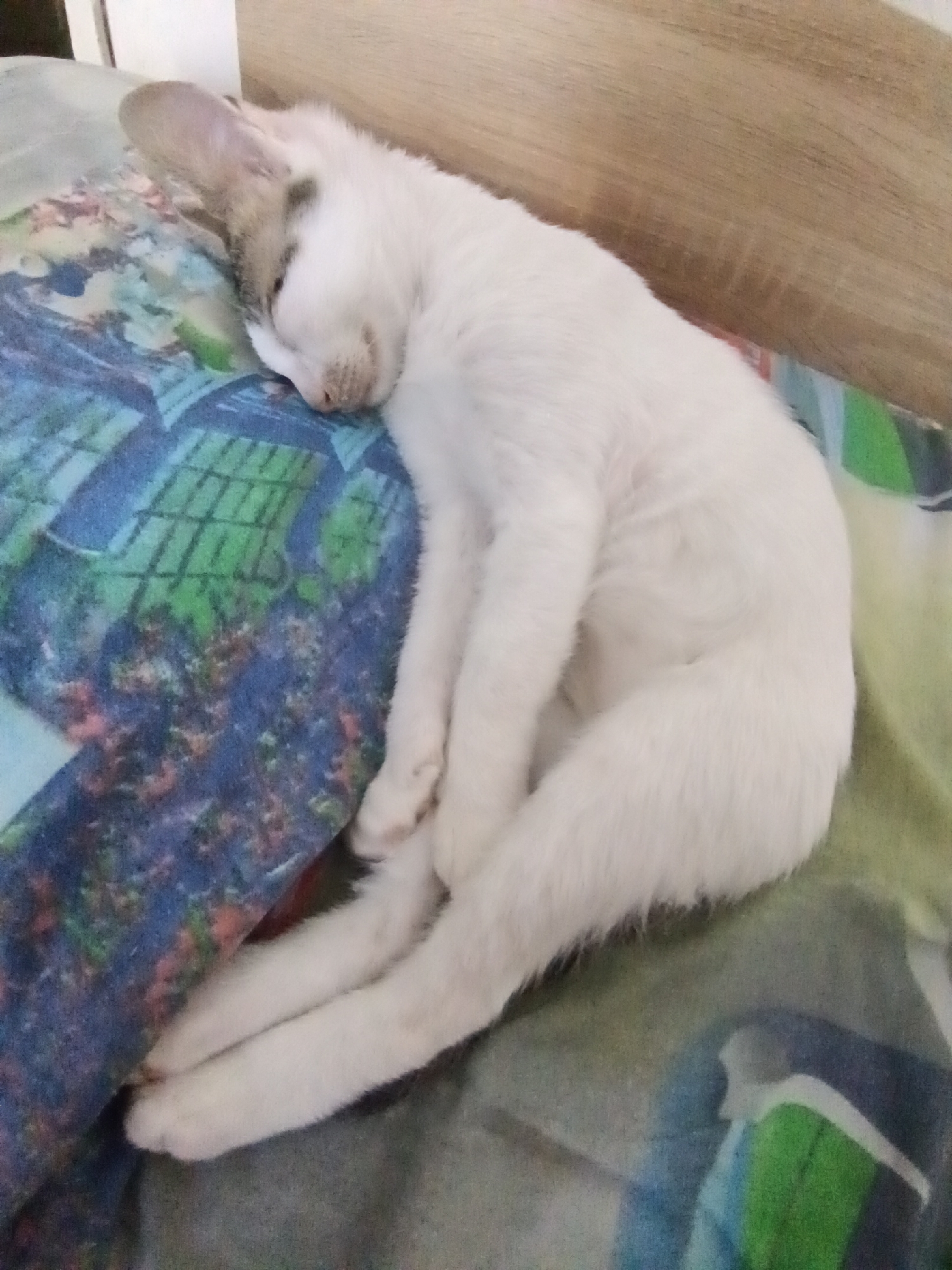 A white cat with grey markings on its head is sleeping curled up on a colorful patterned blanket. The blanket appears to be on a bed, with a wooden headboard visible in the background. The cat's eyes are closed, and its body is relaxed. The lighting suggests it is daytime. The environment is indoors, likely a bedroom. No specific Yambol, Bulgaria location is identifiable from the image.